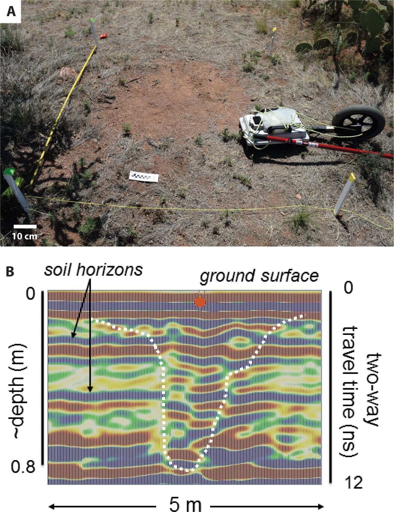 Neoichnology Of Semiarid Environments Soils And Burrowing - 