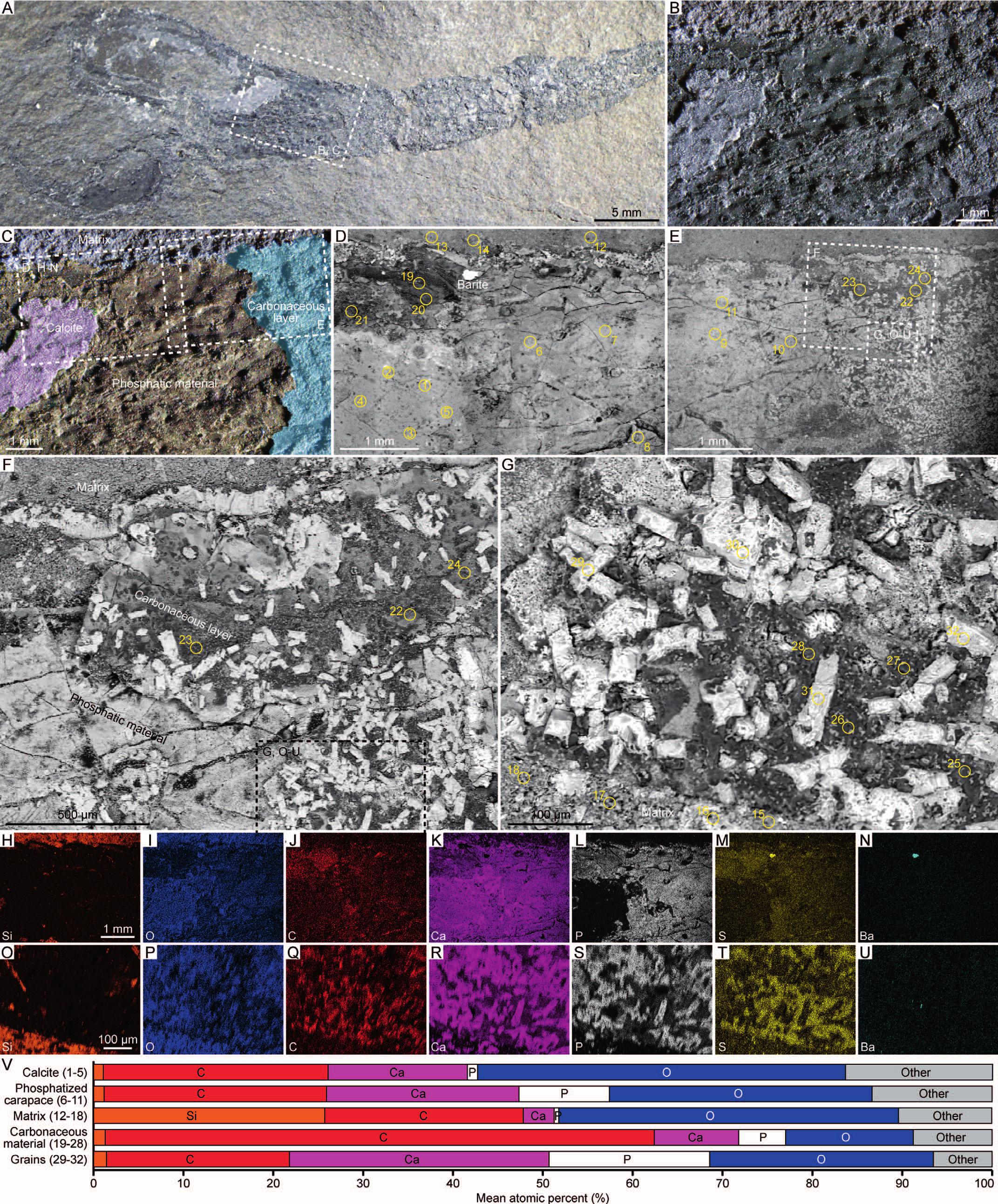 Taphonomy Of The Lower Jurassic Konservat Lagerstatte At Ya Ha Tinda Alberta Canada And Its Significance For Exceptional Fossil Preservation During Oceanic Anoxic Events