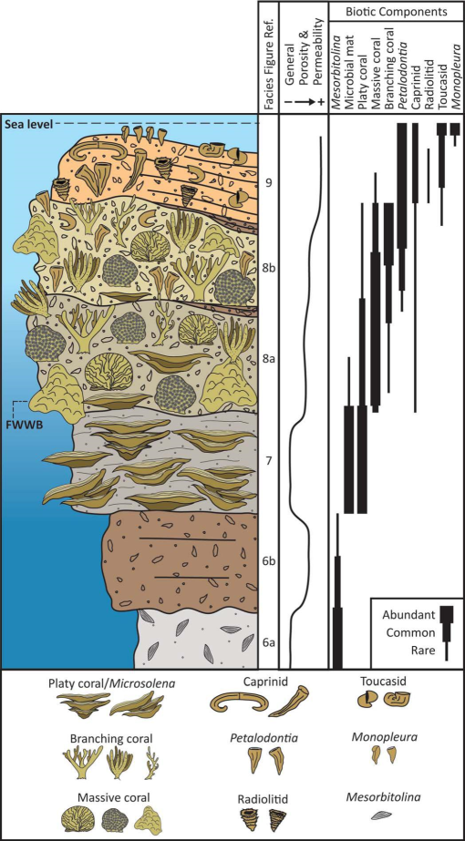 SEQUENCE STRATIGRAPHIC AND PALEOECOLOGIC ANALYSIS OF AN ALBIAN CORAL ...