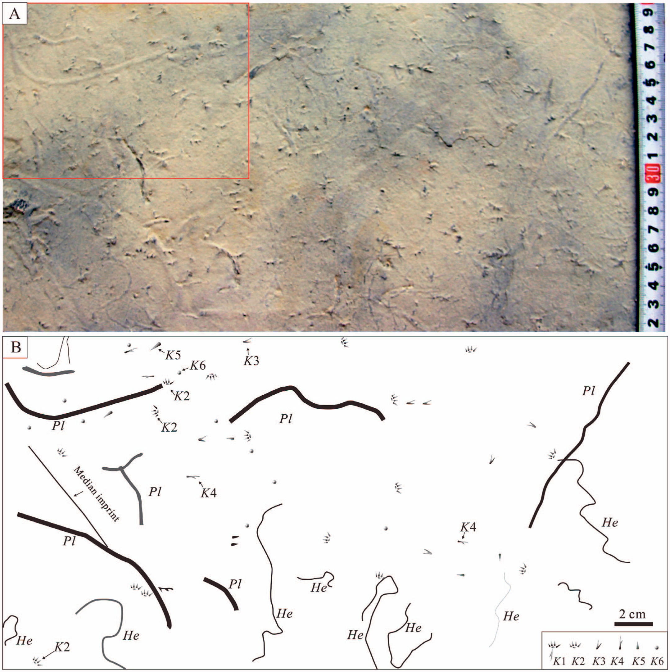 LOWER TRIASSIC LIMULID TRACKWAYS (KOUPHICHNIUM) FROM THE SOUTHWESTERN ...