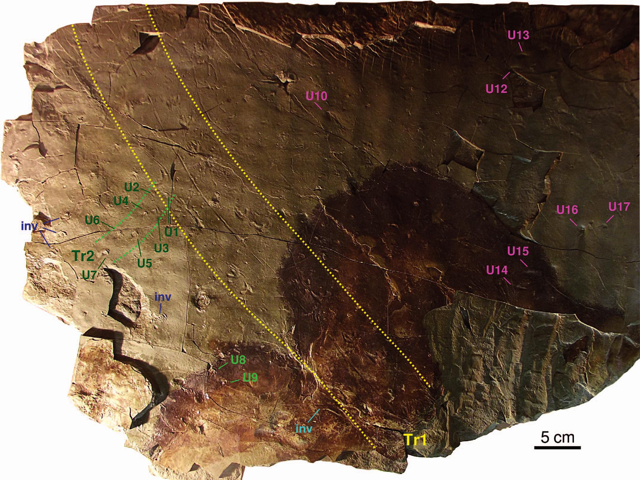 Small Footprints Expand Middle Permian Amphibian Diversity In The South African Karoo