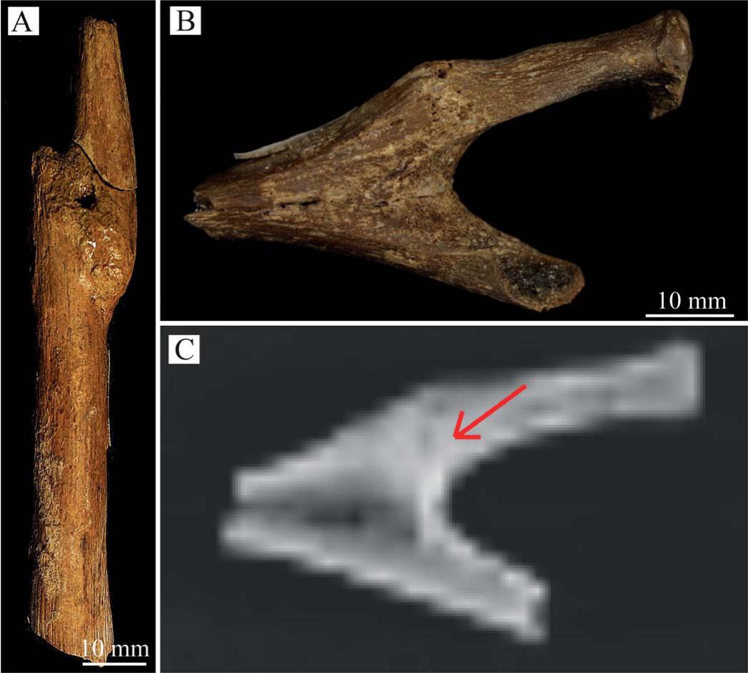 Edmontosaurus Ilium (Hip Bone) - Lance Fm. - Niobrara Co., WY