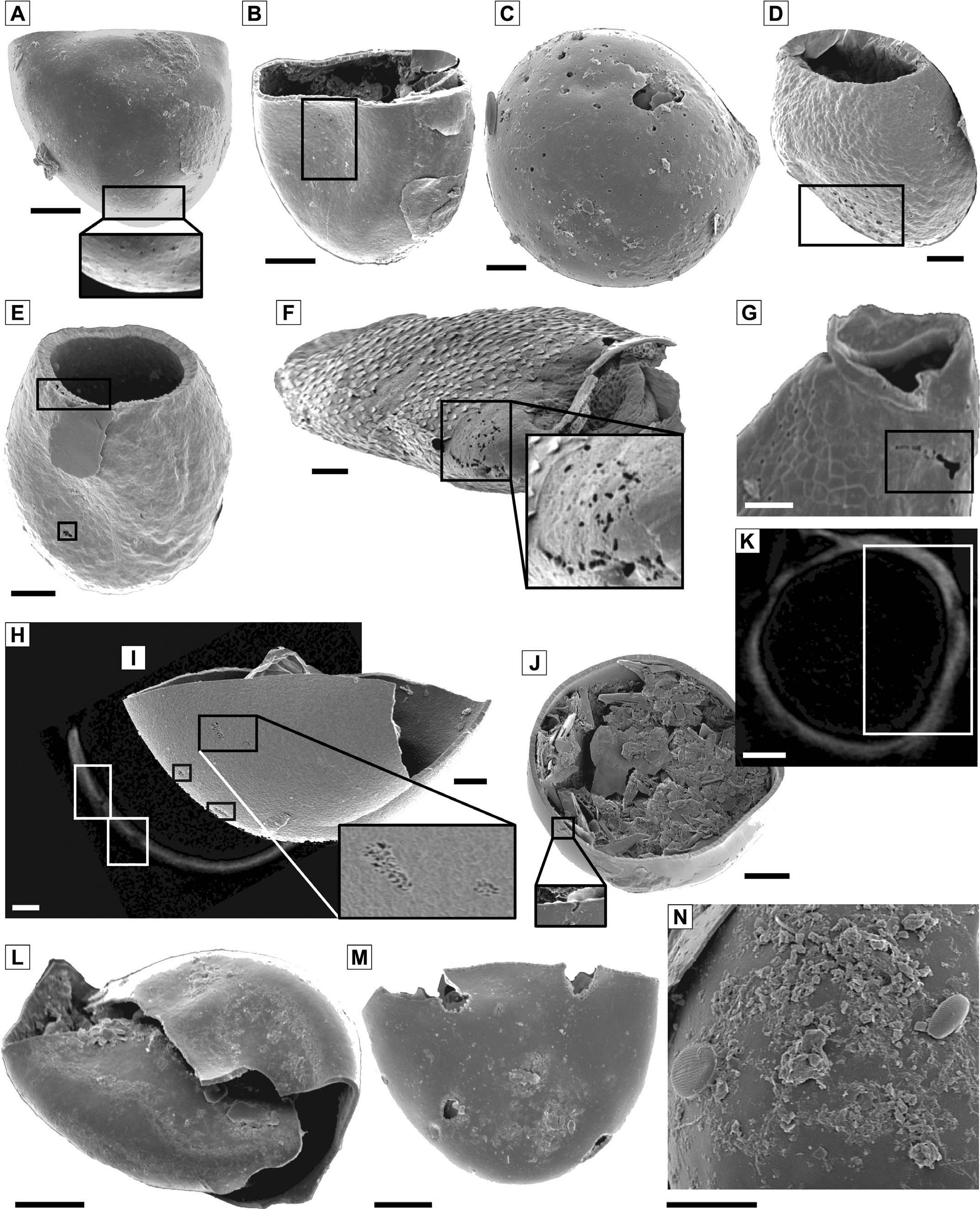 The First Evidence Of Bioerosion In Chitinous Lacustrine Microfossils From Glacial Lakes Late Pleistocene And Holocene Bohemian Forest