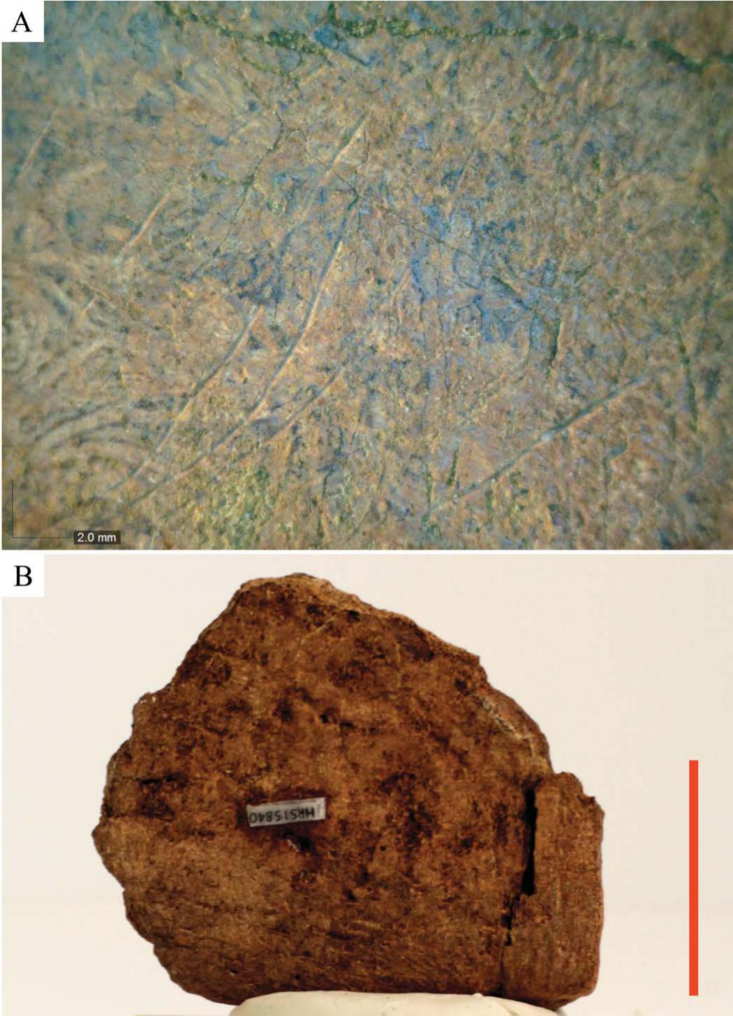 Help On ID for Misc. Lance Formation Fossils - Fossil ID - The Fossil Forum