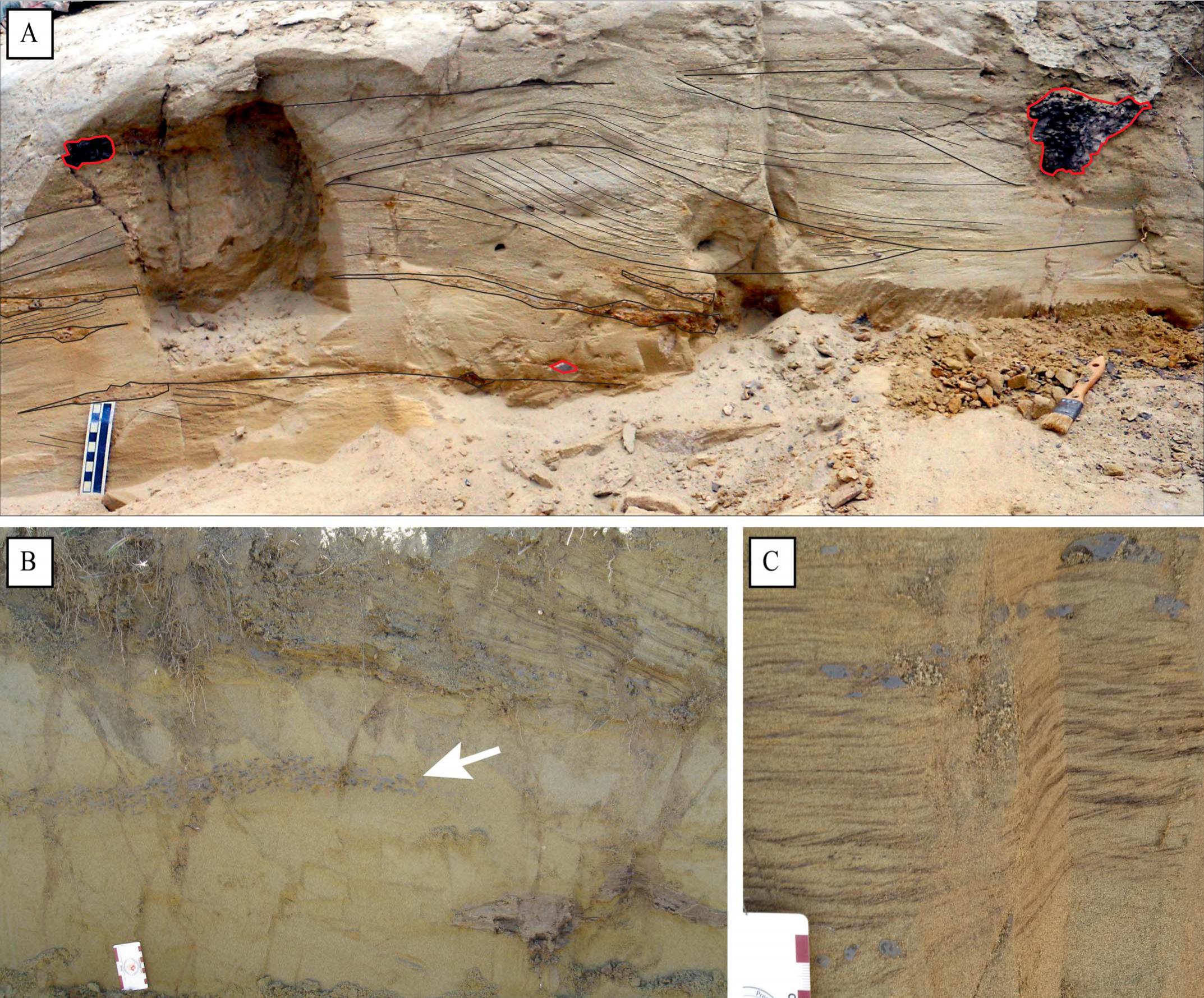 Help On ID for Misc. Lance Formation Fossils - Fossil ID - The Fossil Forum