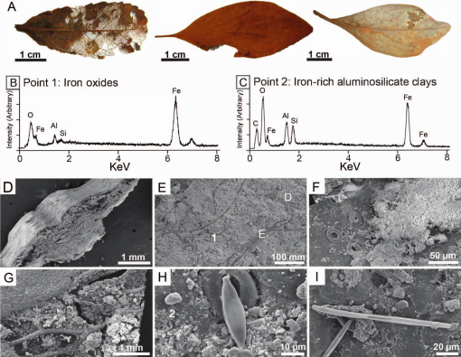 Hotspot in ferruginous rock may have serious implications in