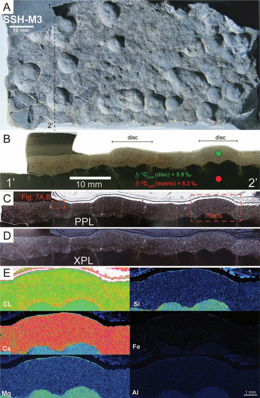 SIMPLE STRUCTURES AND COMPLEX STORIES: POTENTIAL MICROBIALLY INDUCED  SEDIMENTARY STRUCTURES IN THE EDIACARAN SERRA DE SANTA HELENA FORMATION,  BAMBUÍ GROUP, EASTERN BRAZIL