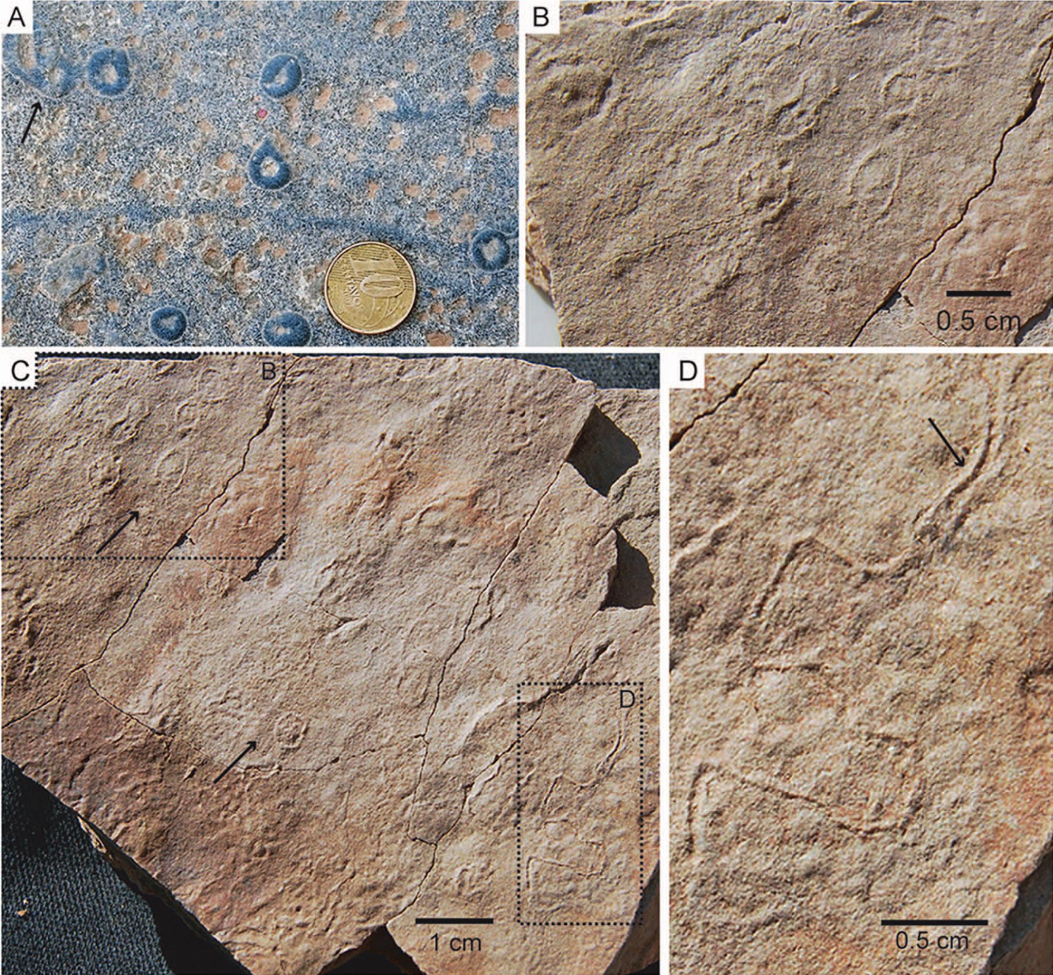 SIMPLE STRUCTURES AND COMPLEX STORIES: POTENTIAL MICROBIALLY INDUCED  SEDIMENTARY STRUCTURES IN THE EDIACARAN SERRA DE SANTA HELENA FORMATION,  BAMBUÍ GROUP, EASTERN BRAZIL