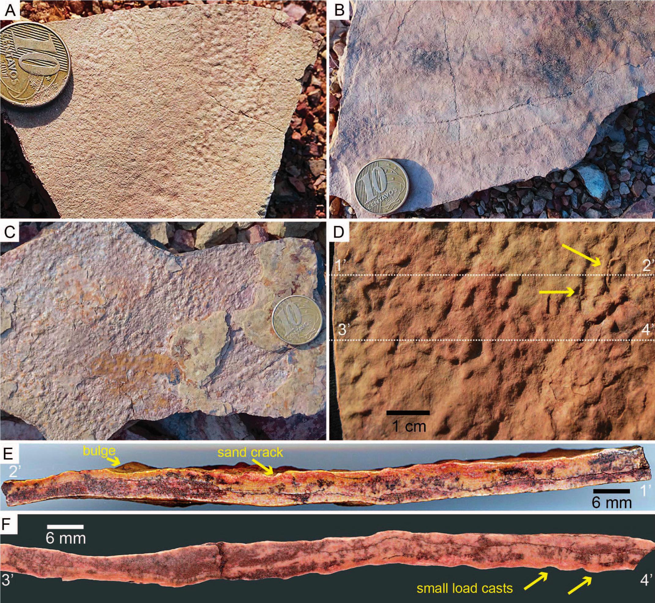 SIMPLE STRUCTURES AND COMPLEX STORIES: POTENTIAL MICROBIALLY INDUCED  SEDIMENTARY STRUCTURES IN THE EDIACARAN SERRA DE SANTA HELENA FORMATION,  BAMBUÍ GROUP, EASTERN BRAZIL