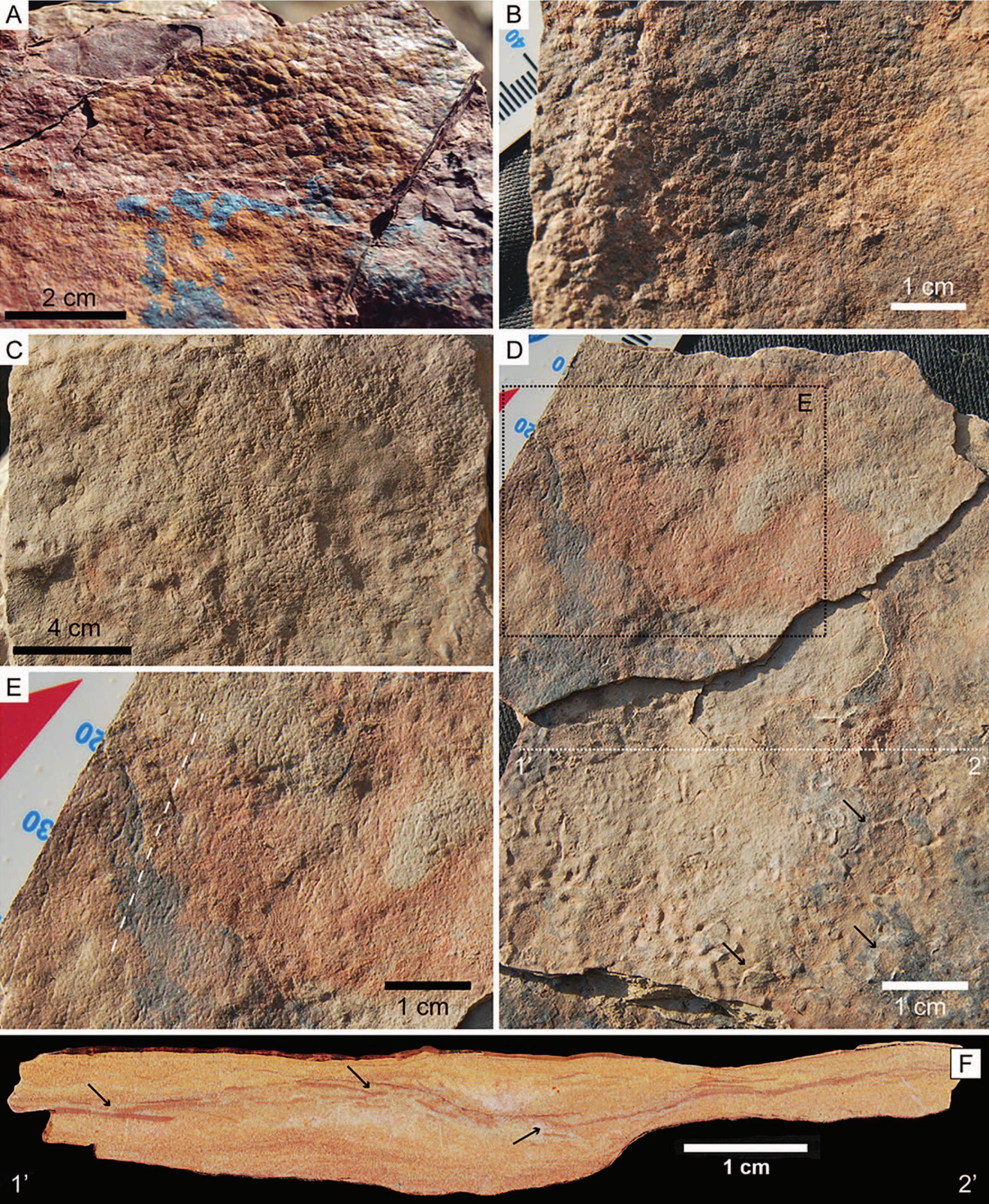 SIMPLE STRUCTURES AND COMPLEX STORIES: POTENTIAL MICROBIALLY INDUCED  SEDIMENTARY STRUCTURES IN THE EDIACARAN SERRA DE SANTA HELENA FORMATION,  BAMBUÍ GROUP, EASTERN BRAZIL