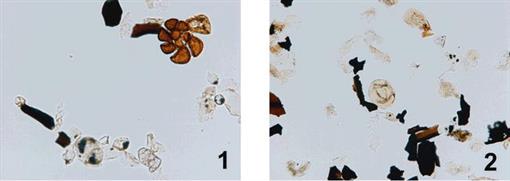 FURTHER TESTING OF A NON-ACID PALYNOLOGICAL PREPARATION PROCEDURE