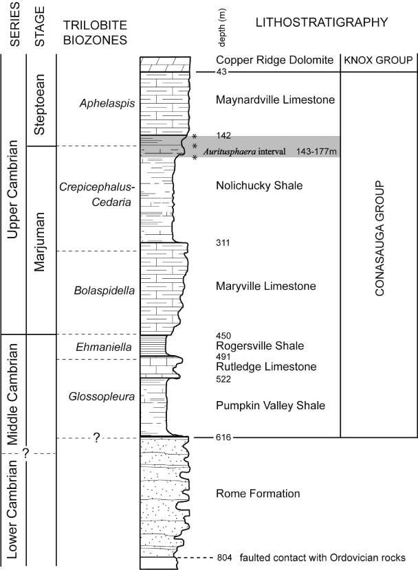 A New Cambrian Acritarch from the Nolichucky Shale, Eastern Tennessee ...