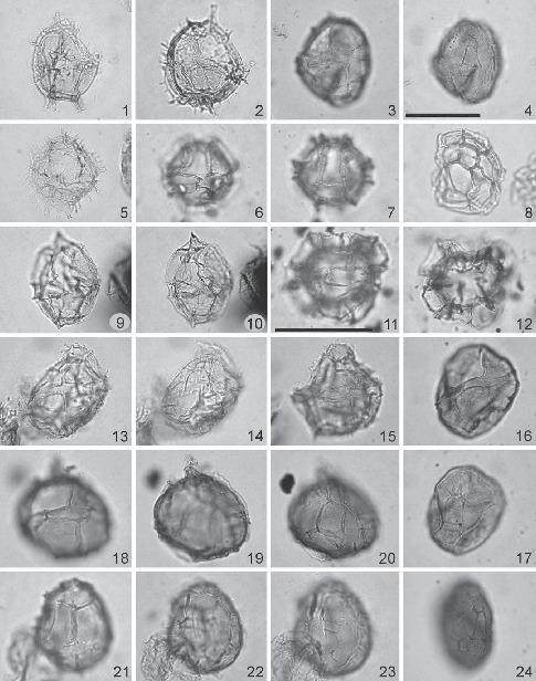 Dinoflagellate Cysts from the Cretaceous—Paleogene Boundary at Ouled ...