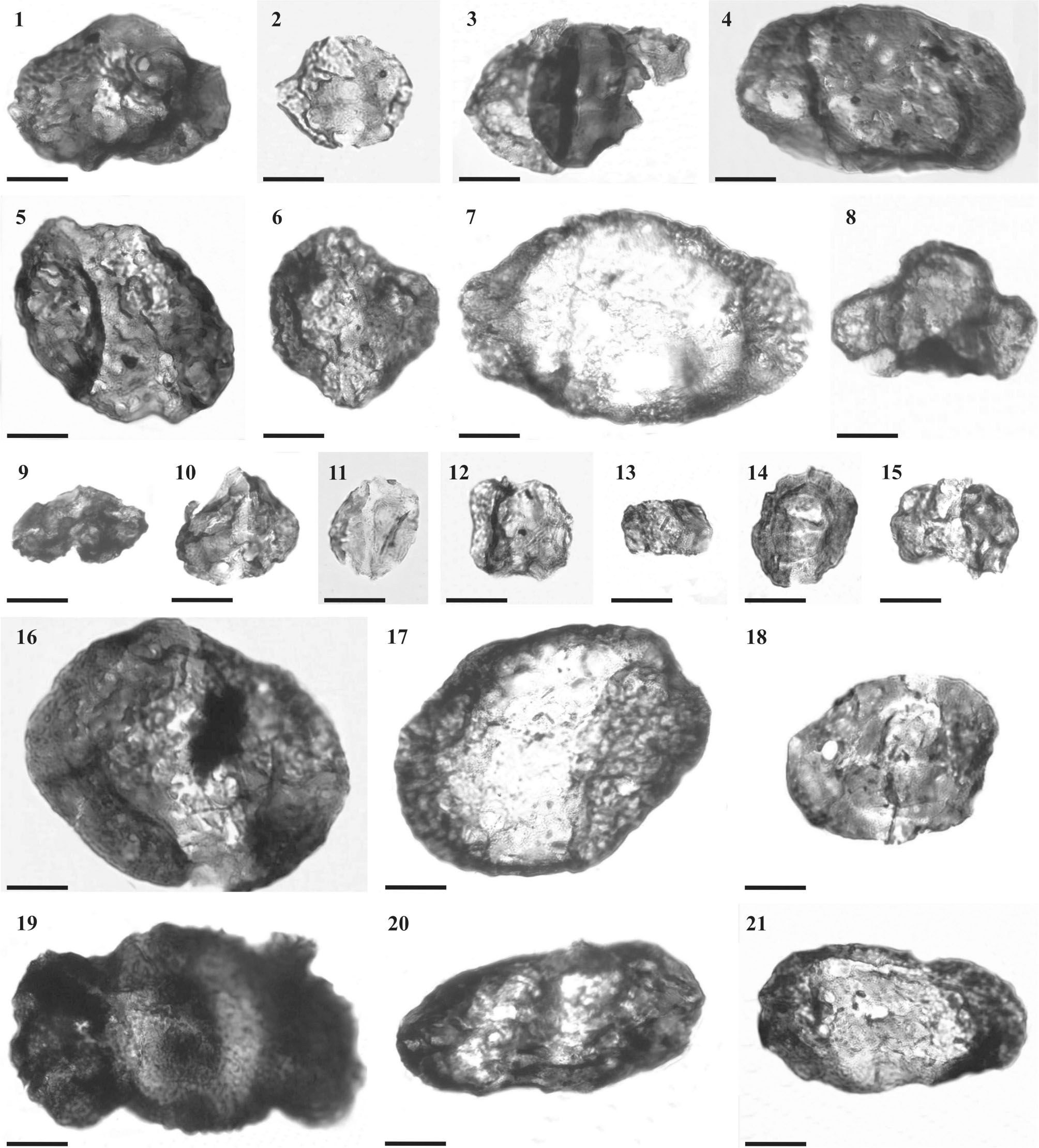 The Palynology Of The La Deheza Formation Carboniferous Permian Upper Palaeozoic Paganzo Basin San Juan Province Argentina