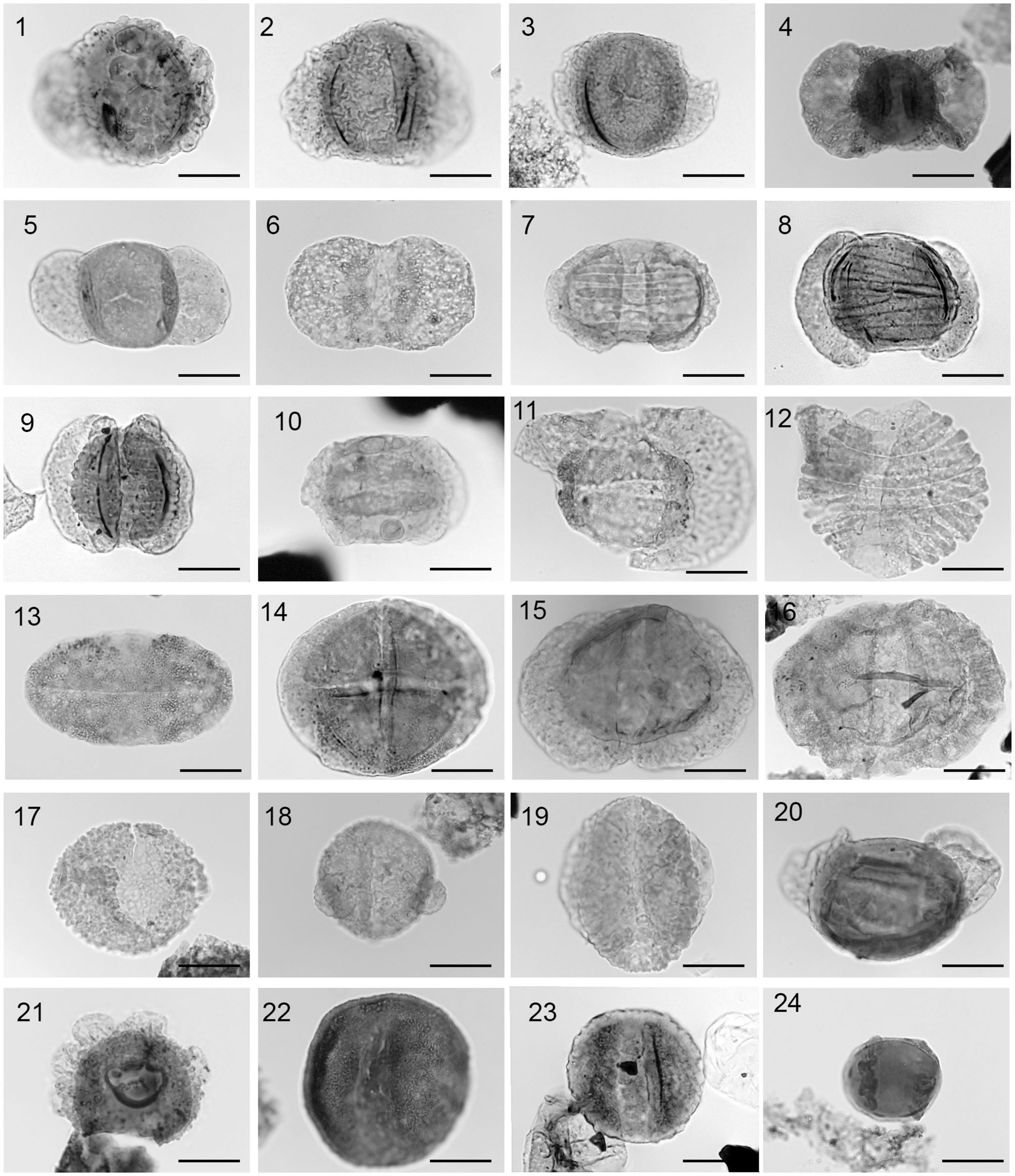 Late Triassic Early Carnian Palynology Of Shallow Stratigraphical Core 70 5 U 1 Offshore Kong Karls Land Norwegian Arctic