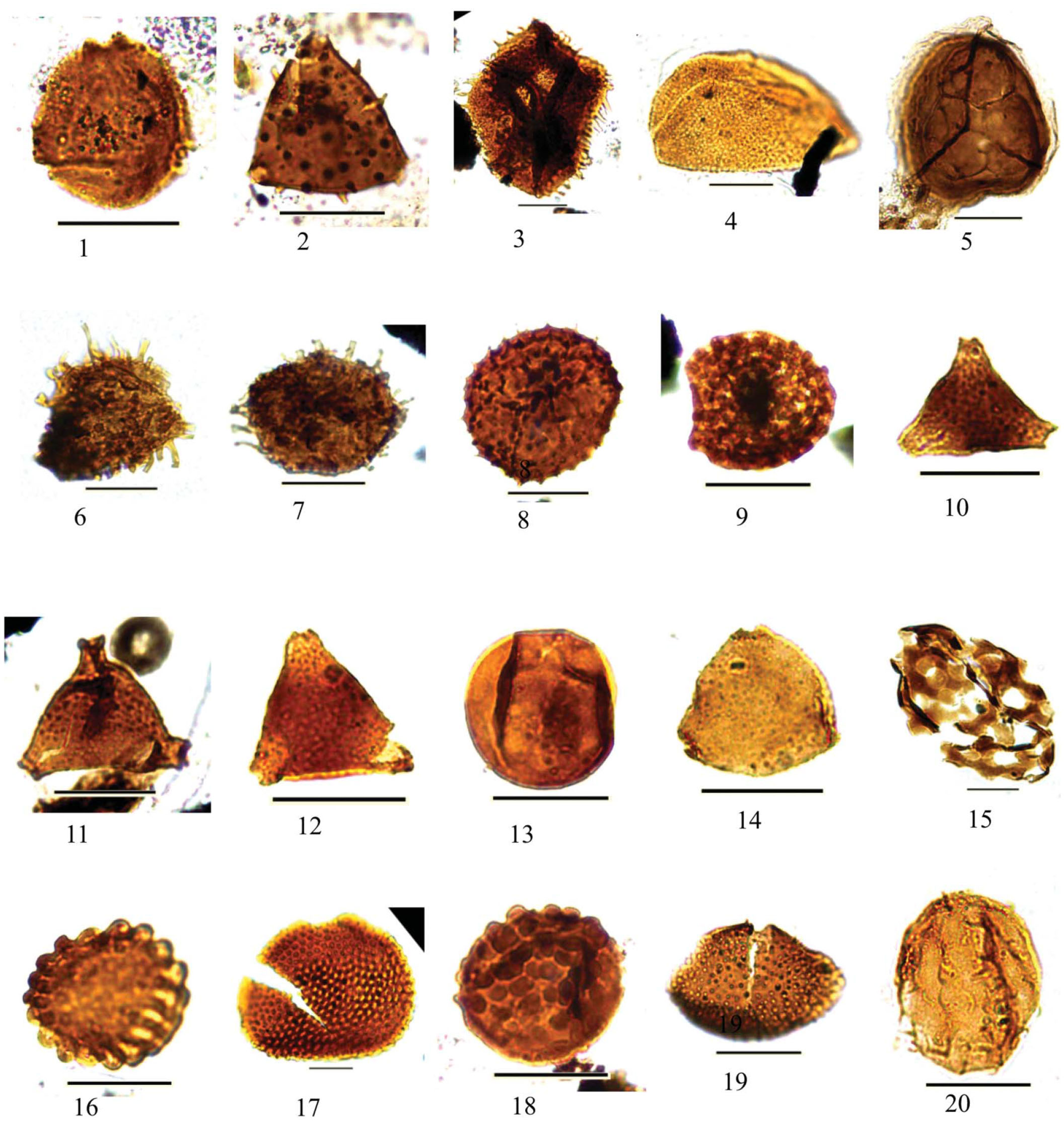 Late Cretaceous Spore Pollen Zonation Of The Central African Rift