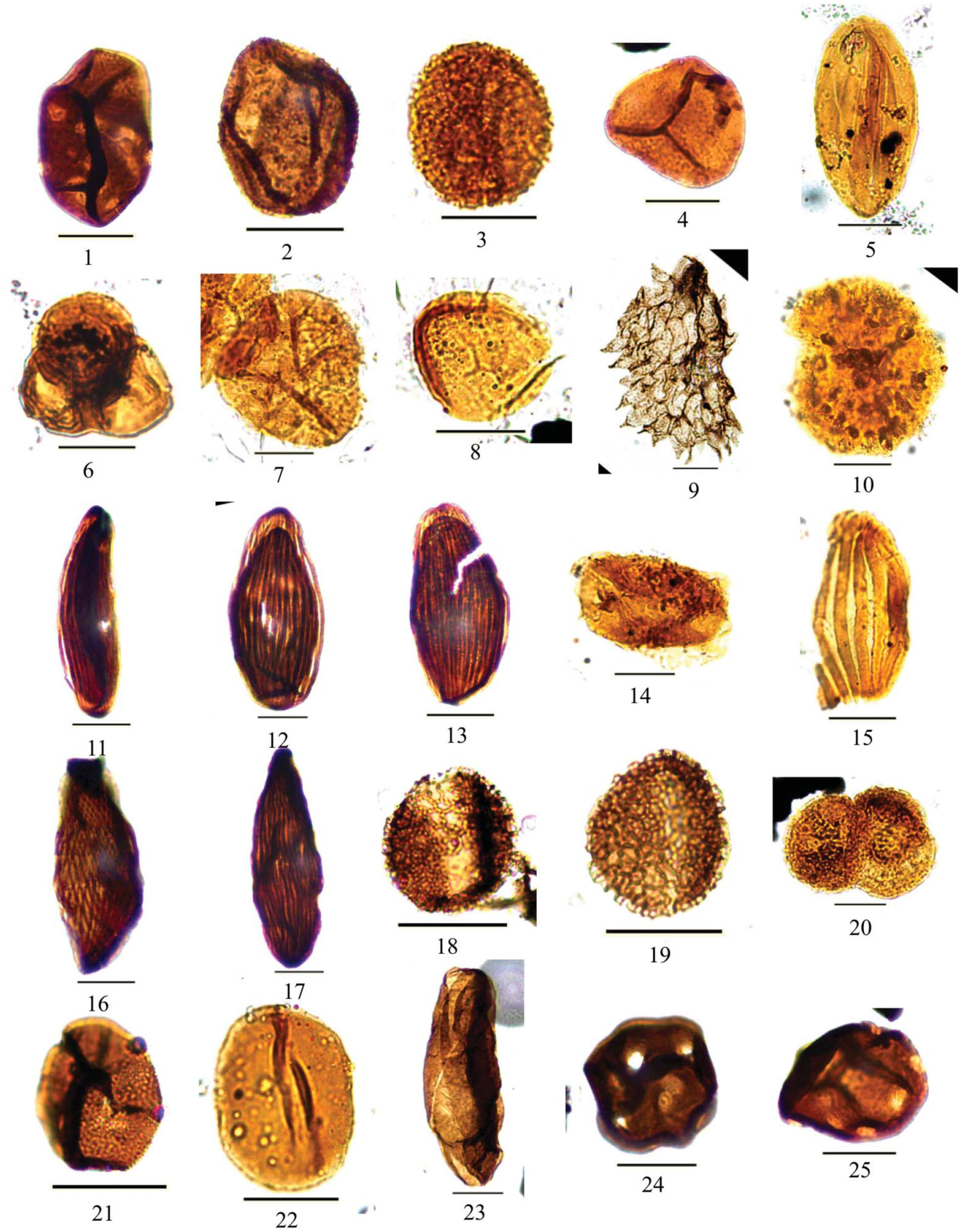 Late Cretaceous Spore-Pollen Zonation of the Central African Rift ...