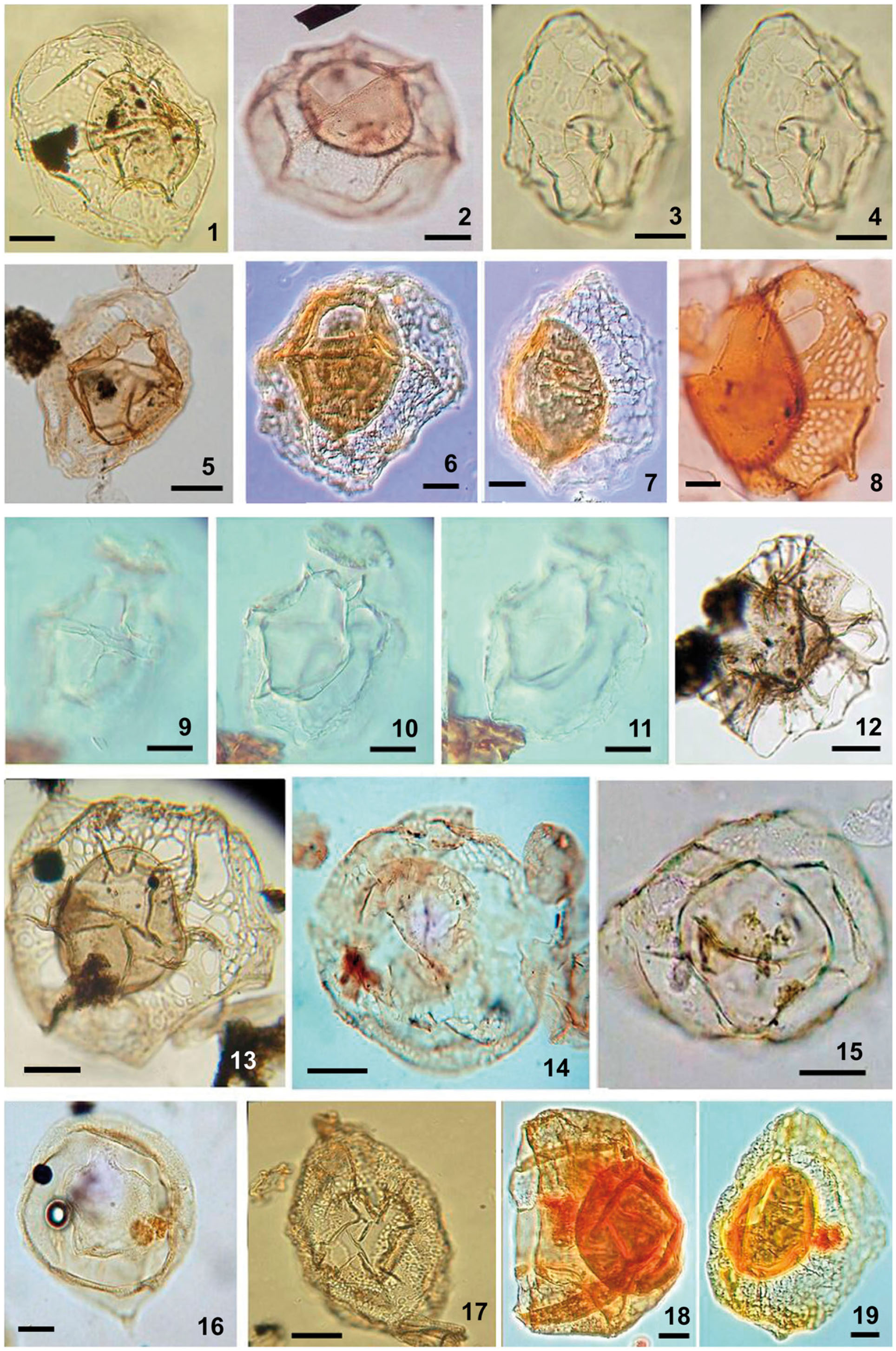 Spiniferites cruciformis, Pterocysta cruciformis and Galeacysta etrusca ...