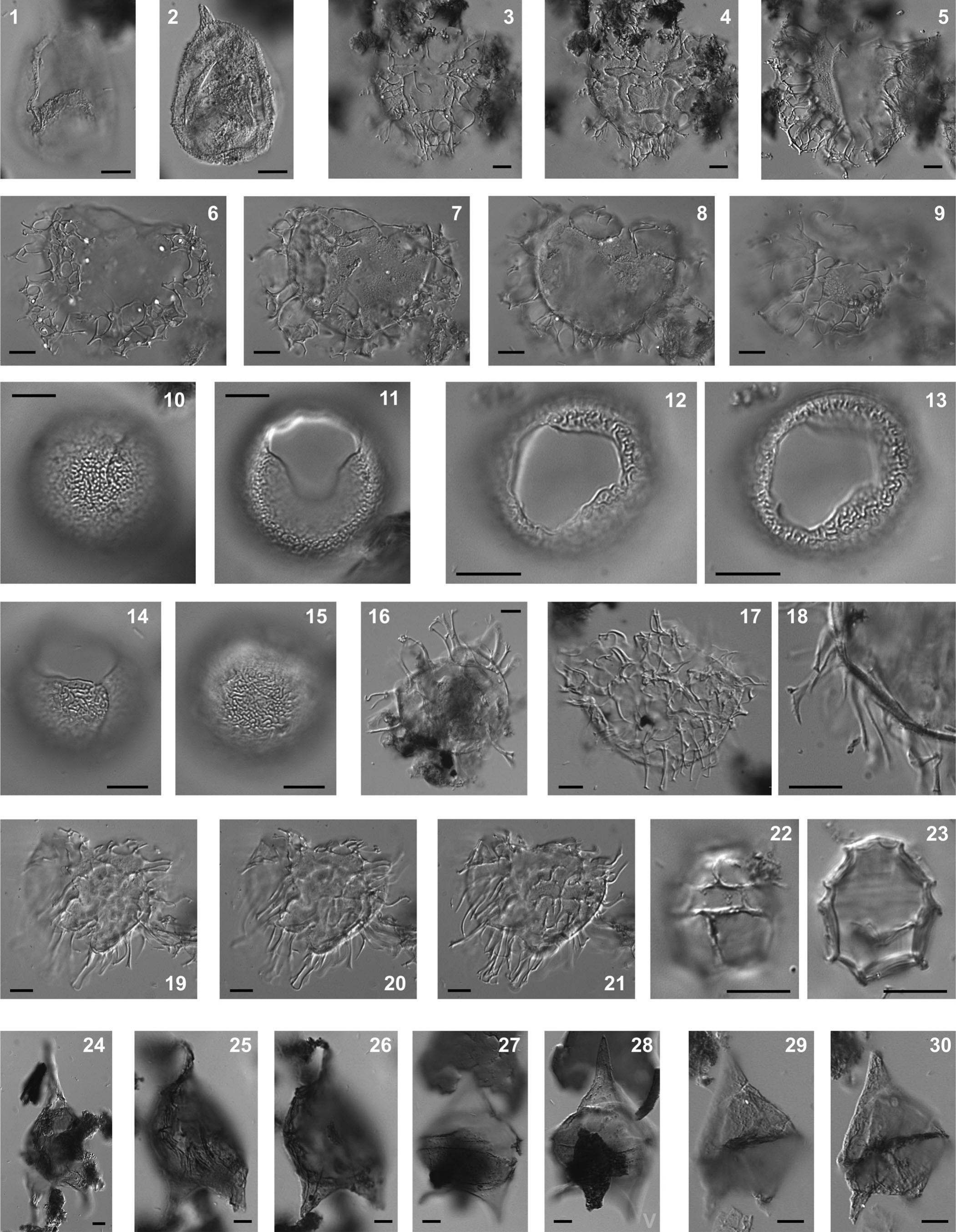 Dinoflagellate Cyst Biostratigraphy and Palaeoecology of the Early ...