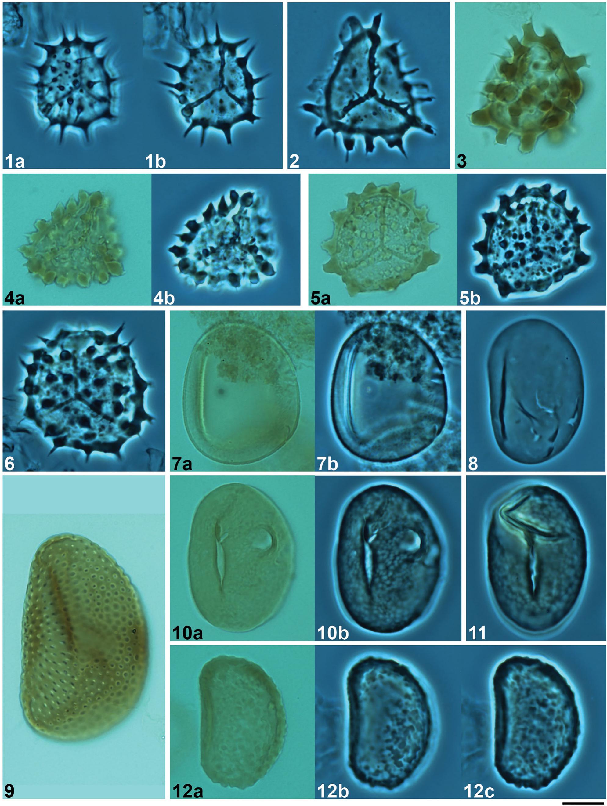 Palaeocene–Eocene Miospores from the Chicxulub Impact Crater, Mexico ...