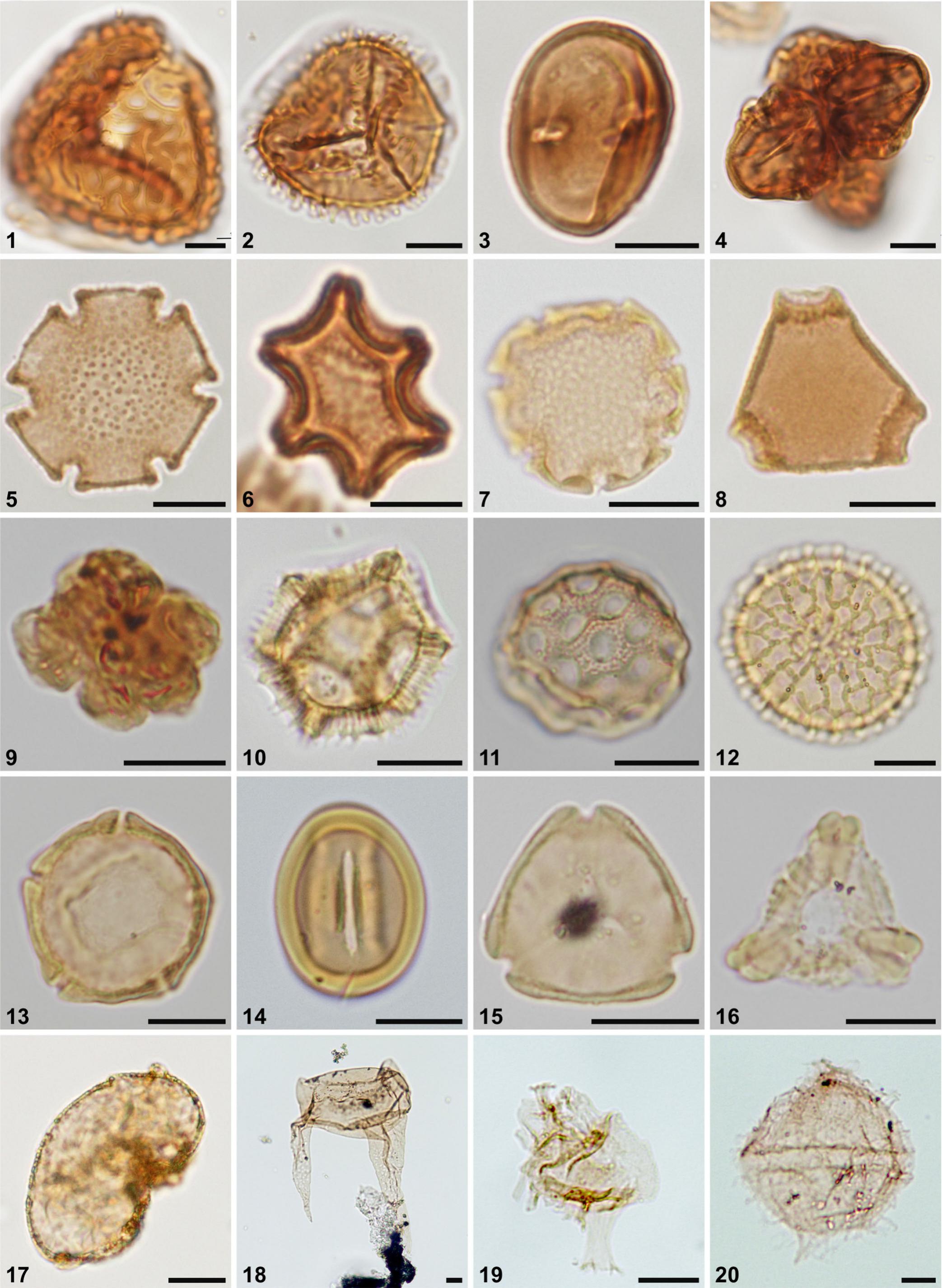 Palynomorphs in Southern Western Australian Lake Sediments: Evidence of ...