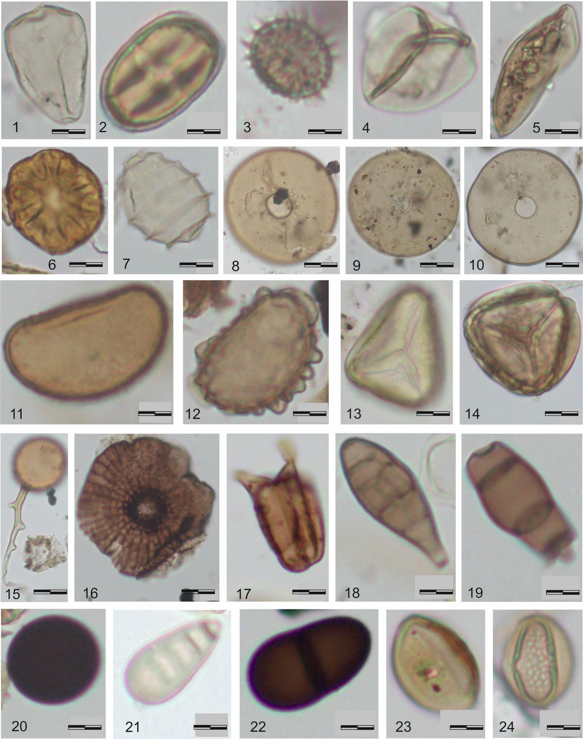 Modern Pollen and Non-Pollen Palynomorphs along an Altitudinal Transect ...