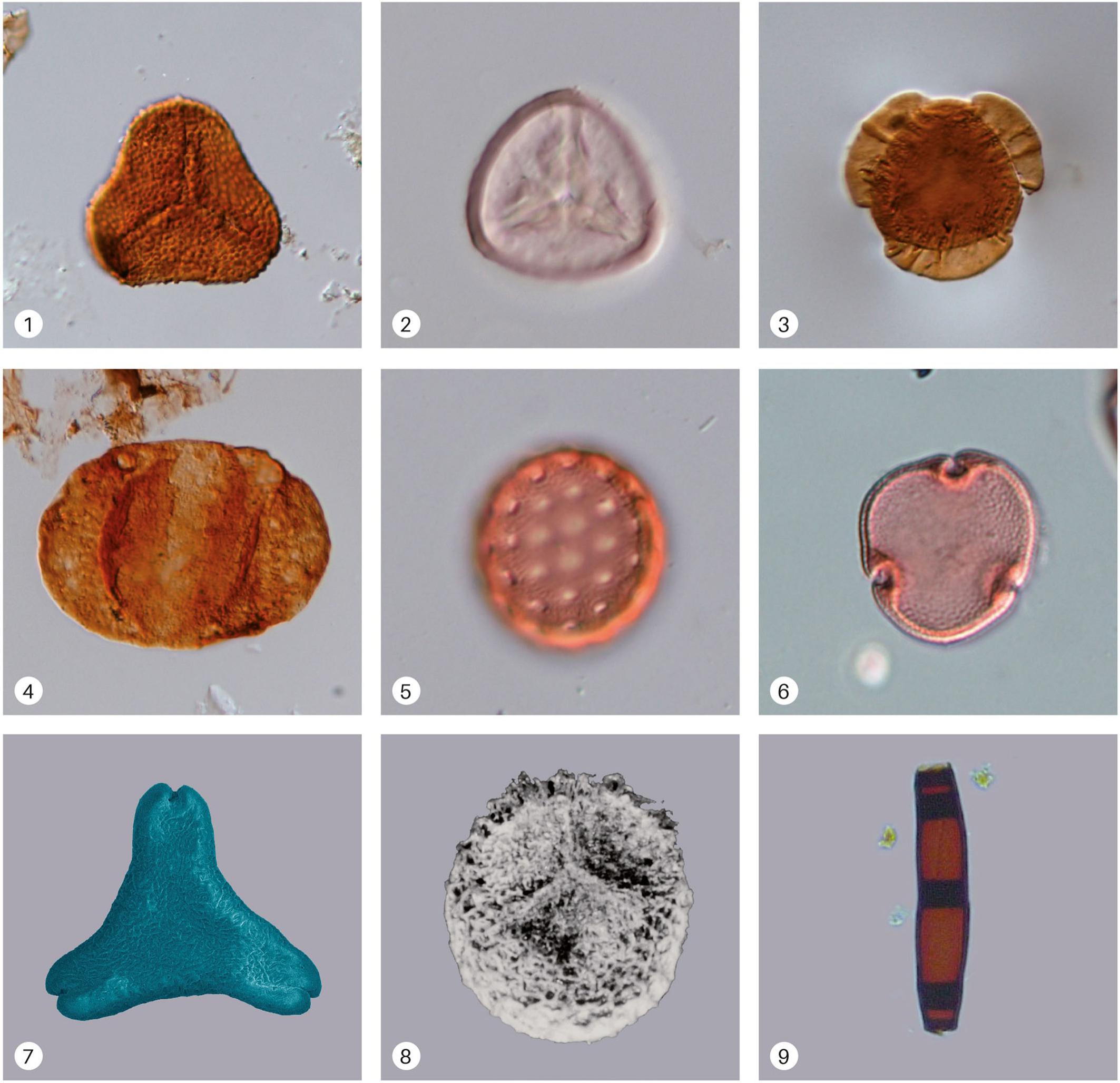 A Guide to Preparation Protocols in Palynology