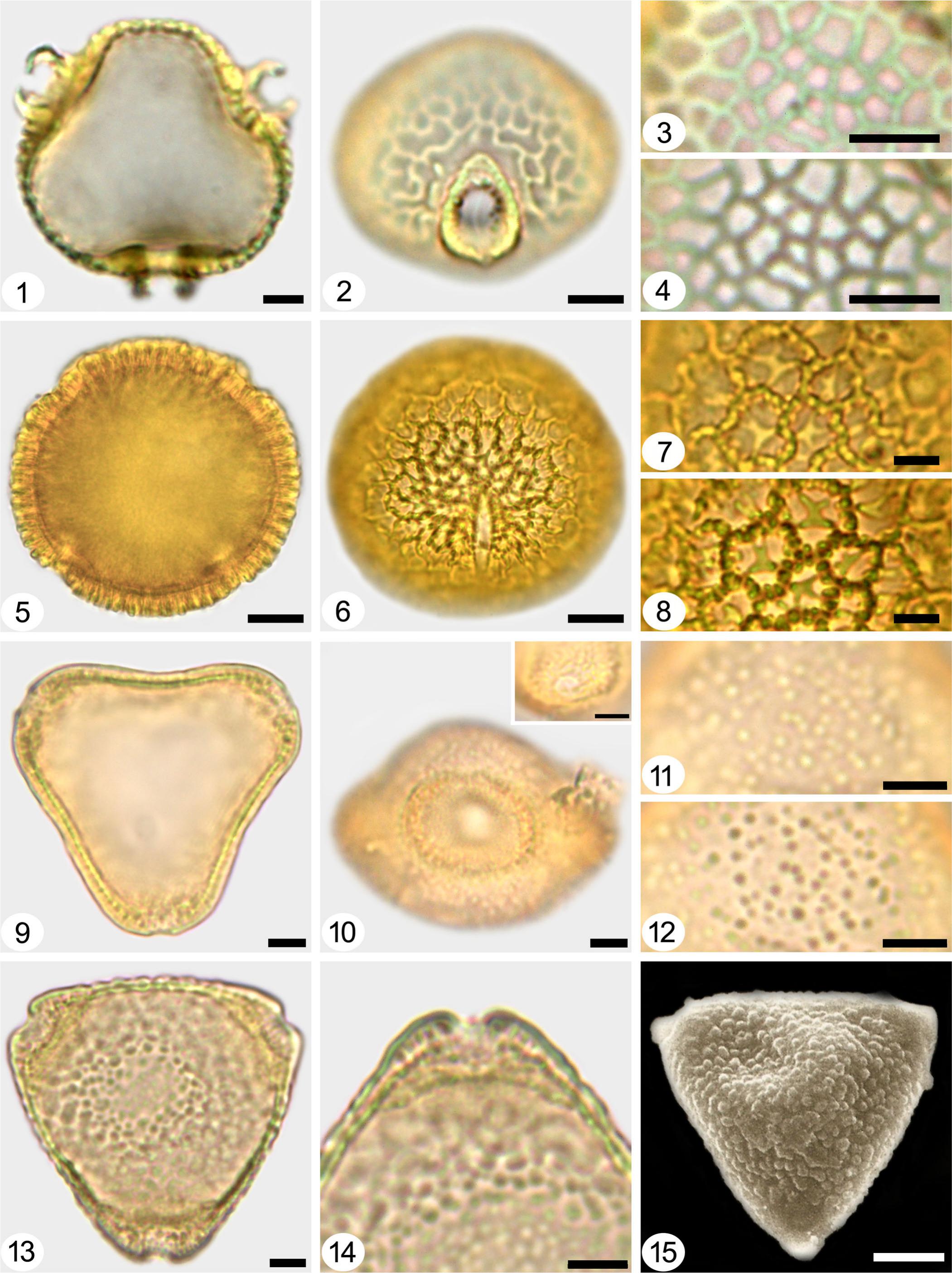 Pollen Morphology of Malvaceae s.l. from Cerrado Forest Fragments ...