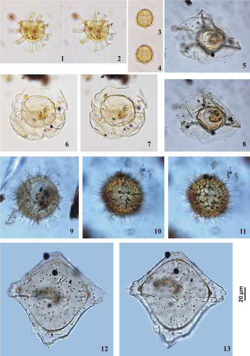 Late Eocene (Priabonian) Dinoflagellate Cysts from Primorsky Quarry ...