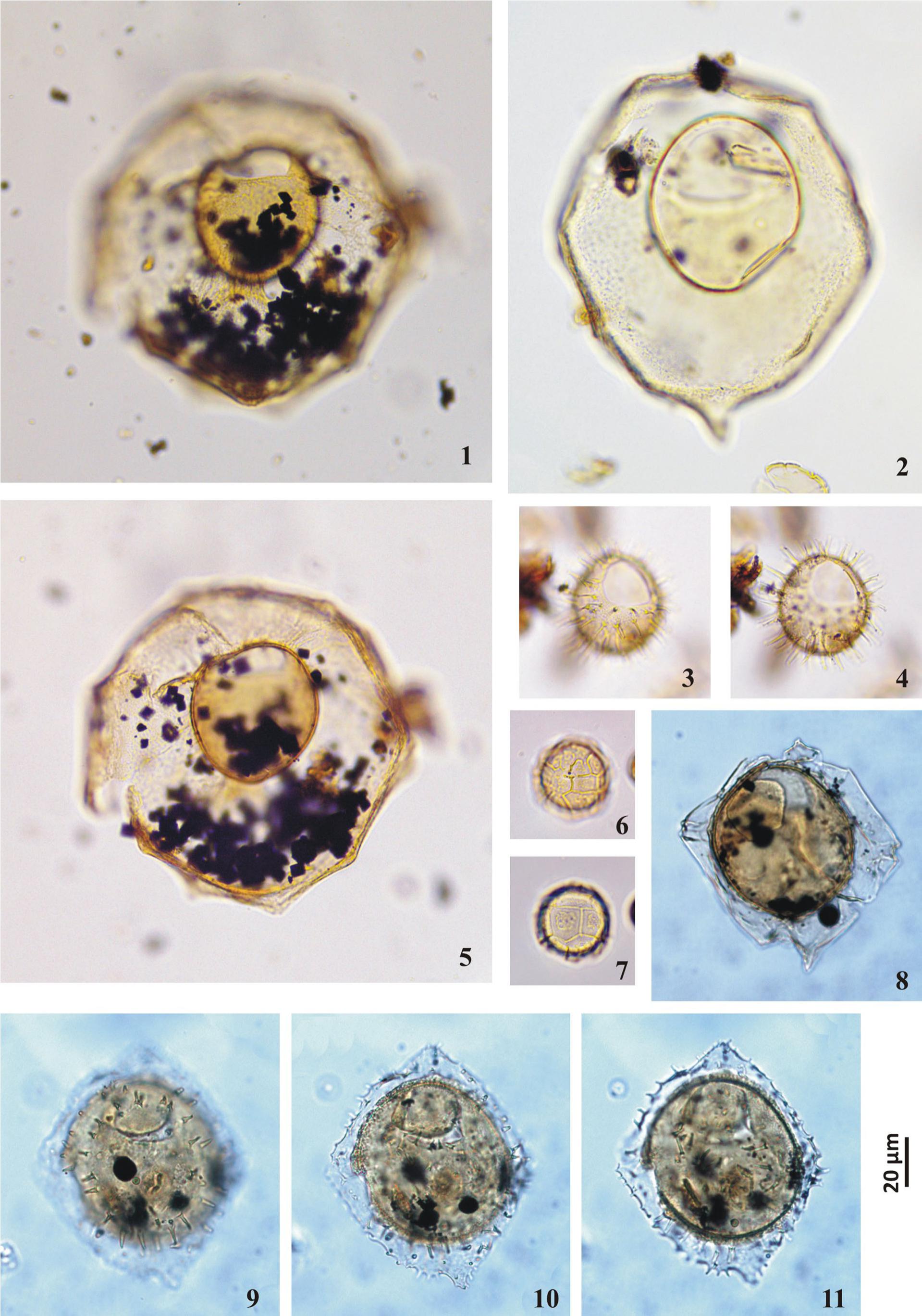 Late Eocene (Priabonian) Dinoflagellate Cysts from Primorsky Quarry ...