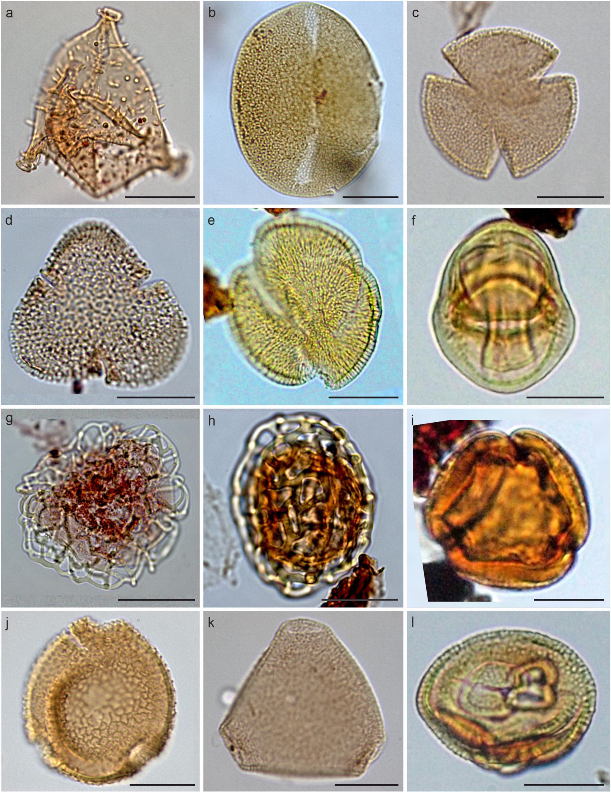 A Snapshot into the Oligocene Vegetation of the Tethyan Southern Shores ...