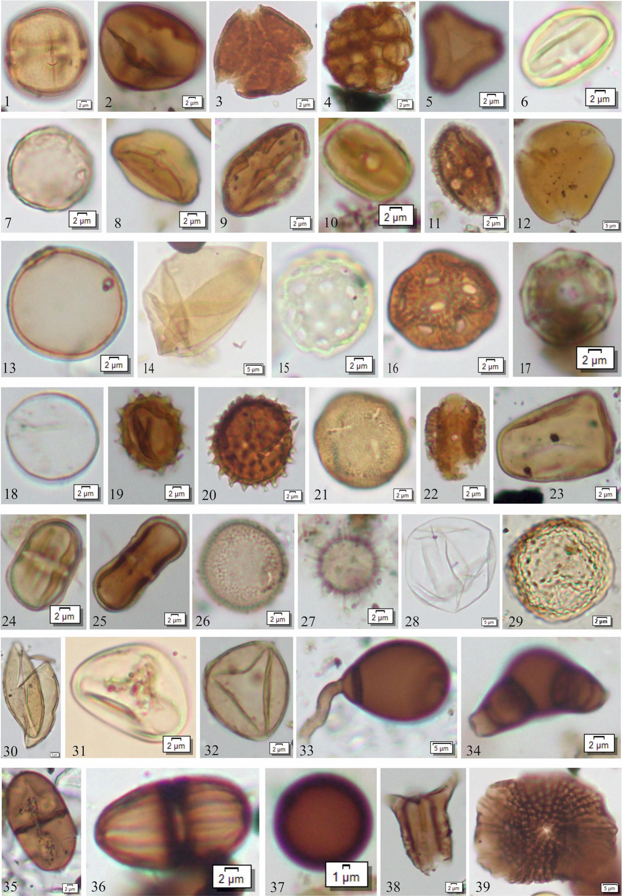 Modern Pollen-Vegetation Relationship from the Rourkela (Sundargarh ...