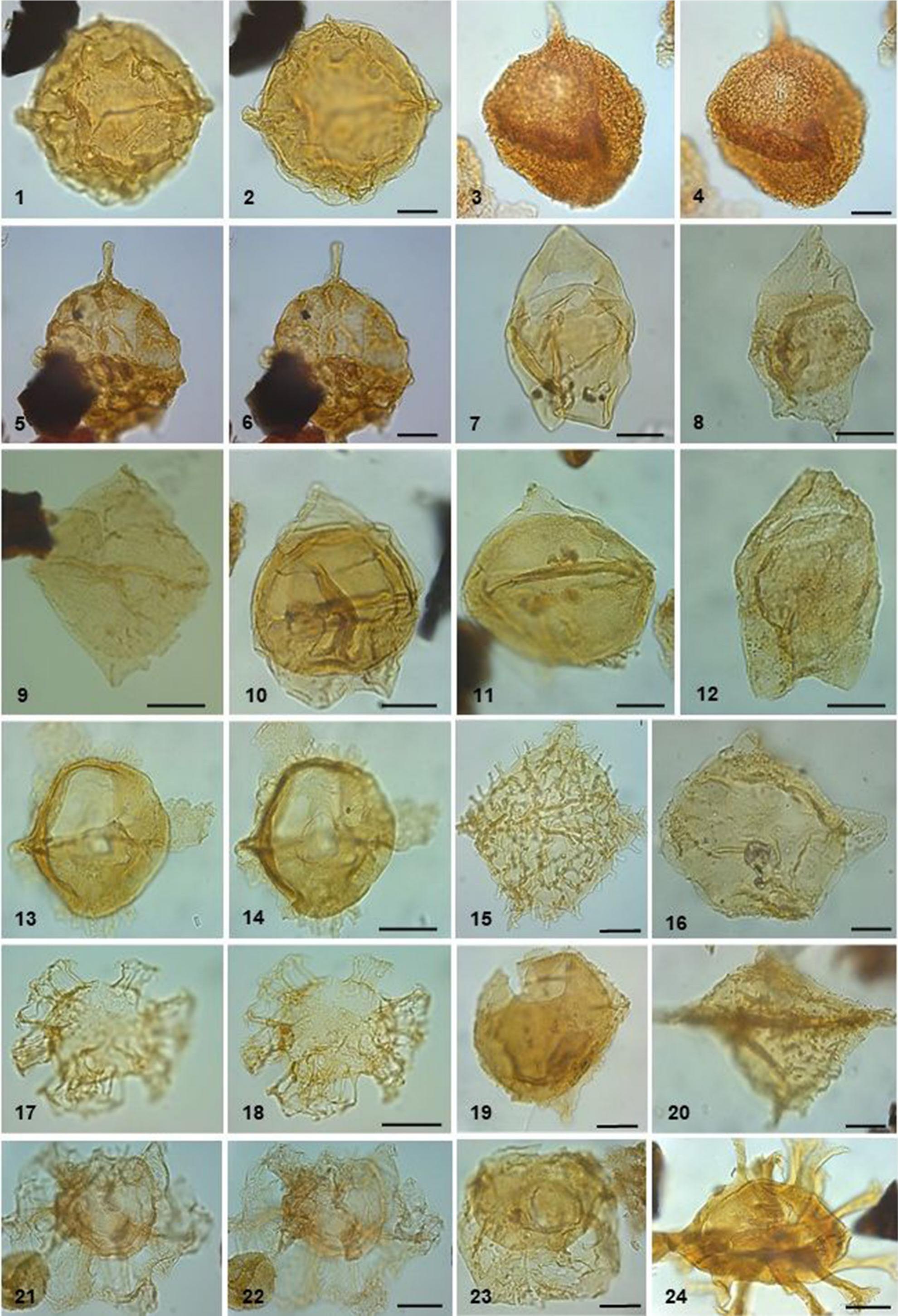 Middle Miocene (Serravallian; Upper Badenian–Lower Sarmatian ...