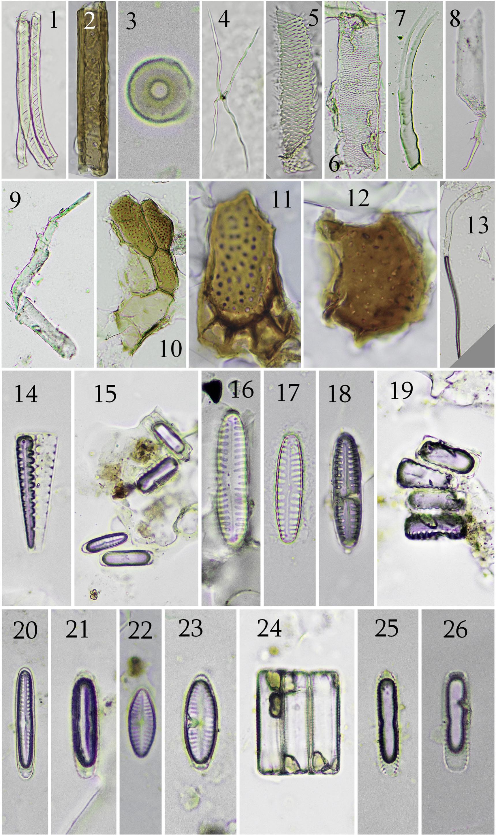 Microfossils In Resin From The Middle Eocene Buchanan Lake Formation ...