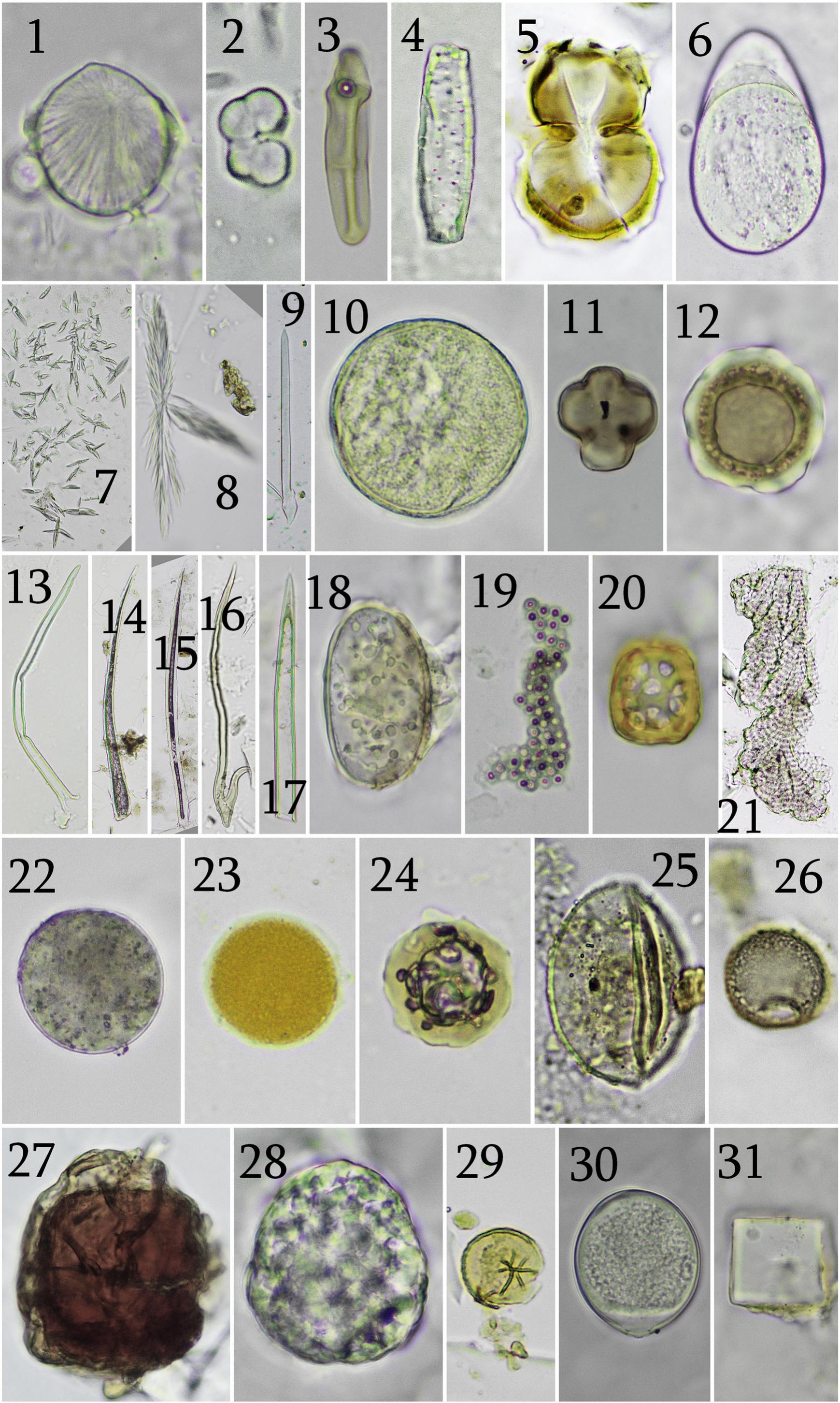 Microfossils in Resin from the Middle Eocene Buchanan Lake Formation ...