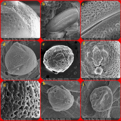 Electronic micrographs of pollen in studied subspecies of Linum