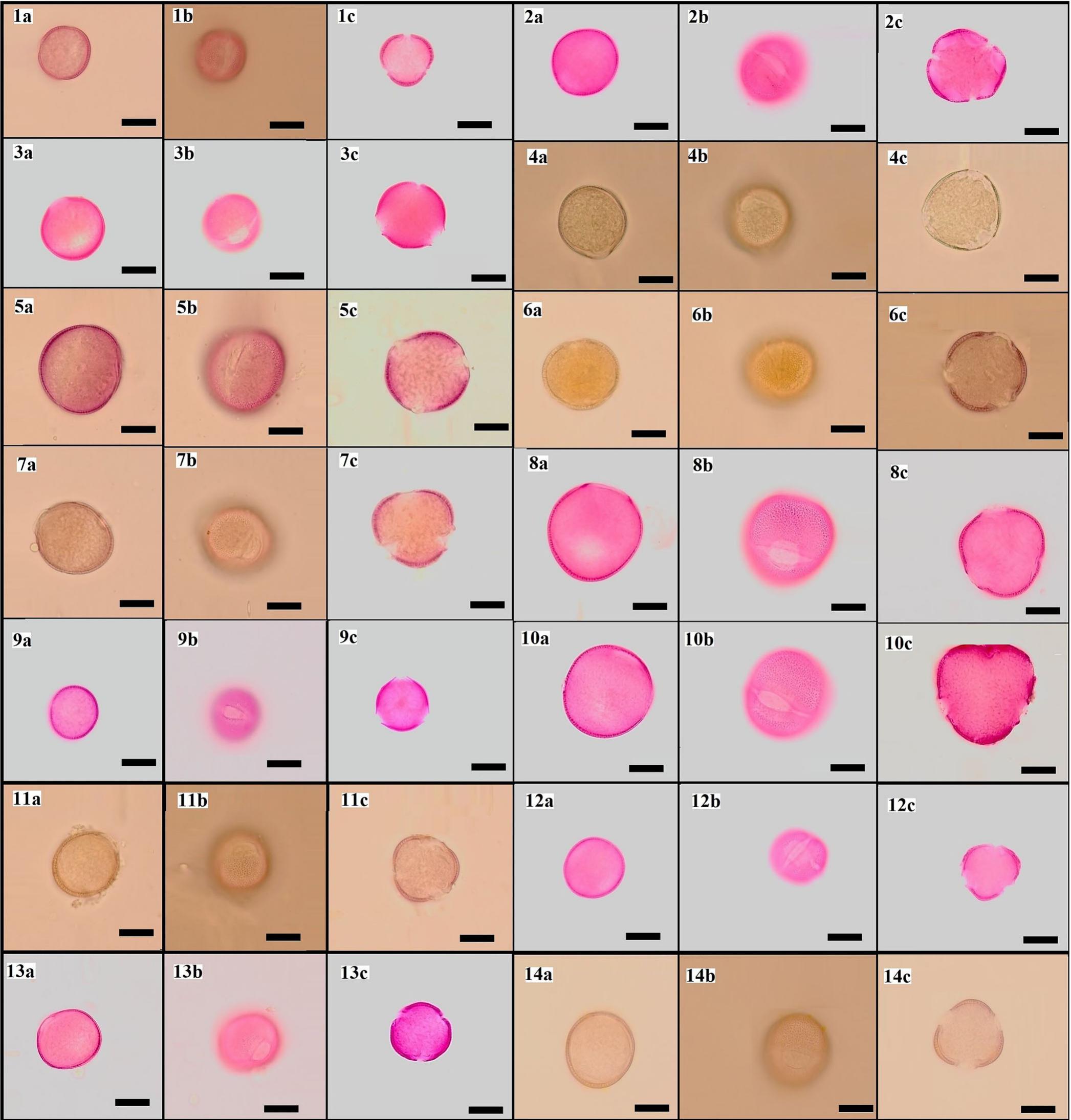 Pollen Morphology of Some Euphorbia Taxa and Its Systematic Significance