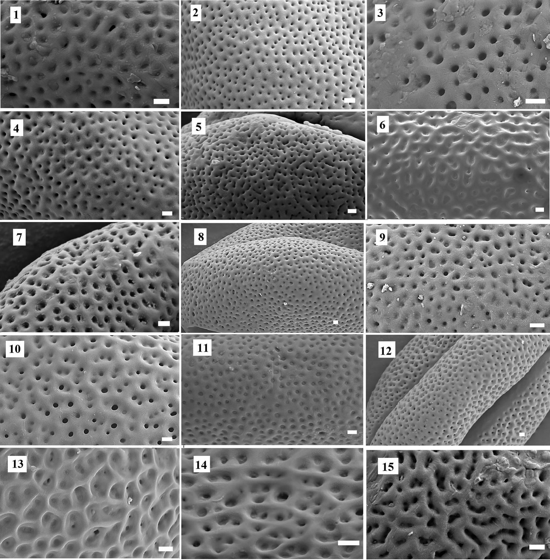 Pollen Morphology of Some Euphorbia Taxa and Its Systematic Significance