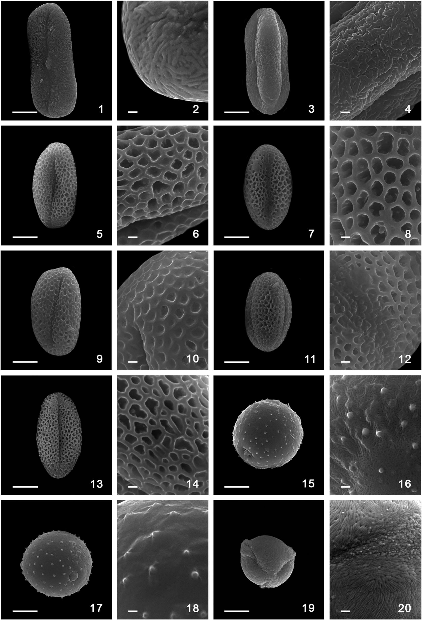 Pollen Morphology of the Endemic Genera of the Madeira Archipelago ...