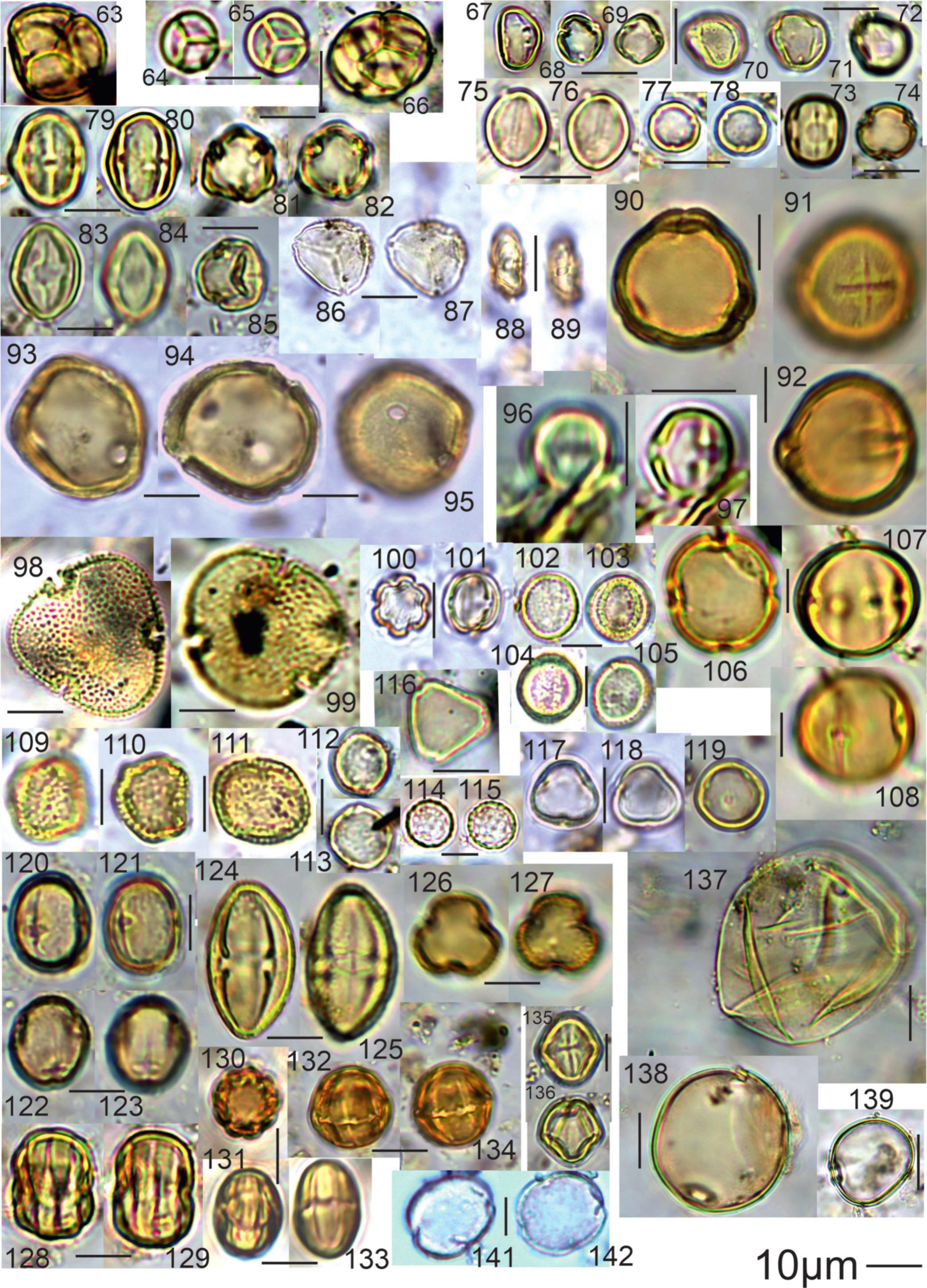 Relationship between Pollination Syndromes, Pollen Morphology and Plant ...
