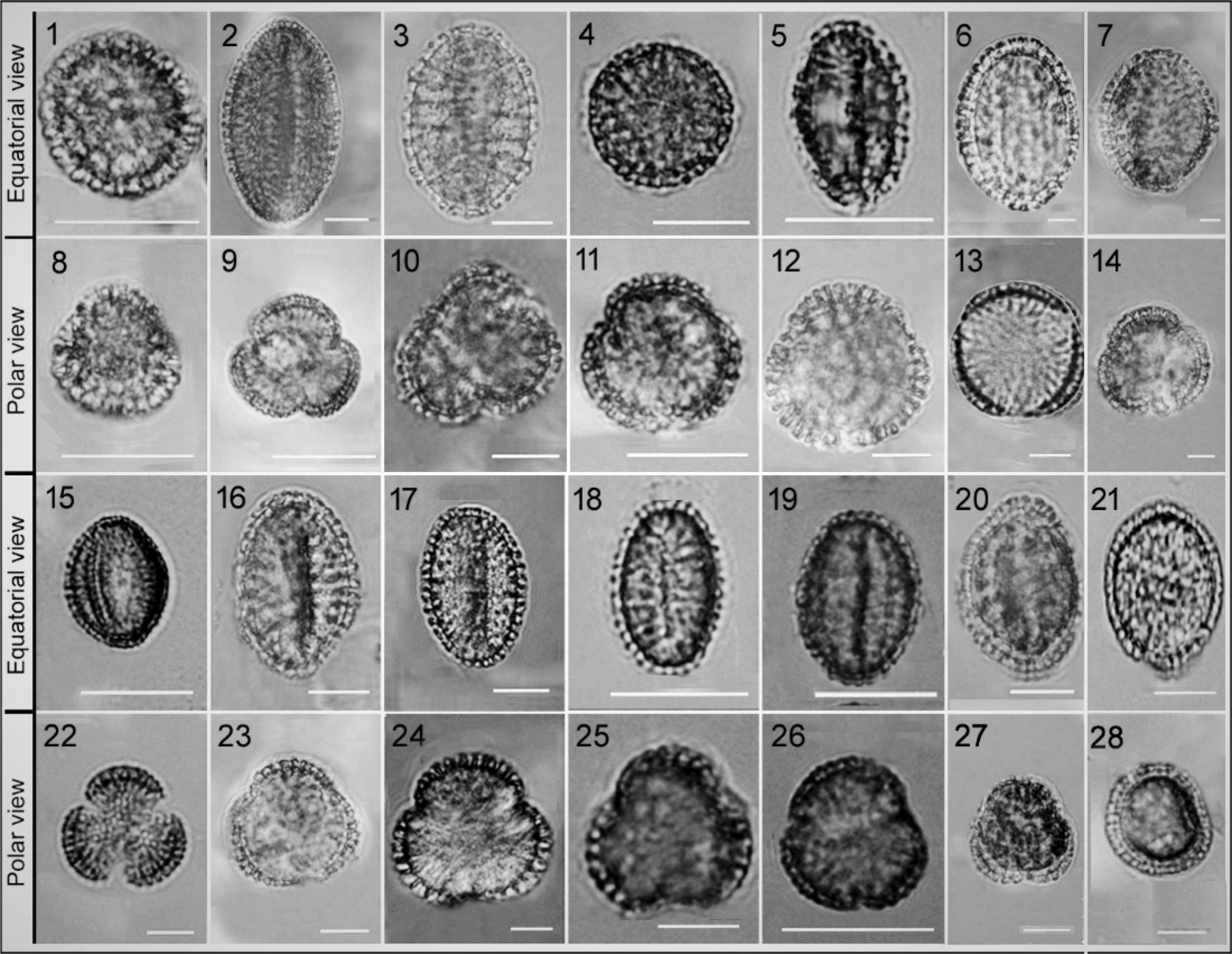Pollen Morphology of Matthiola and the Related Genus Dvorakia ...