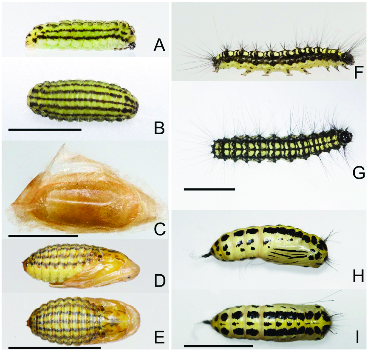 Müllerian mimicry between cohabiting final-instar larval Pryeria sinica ...