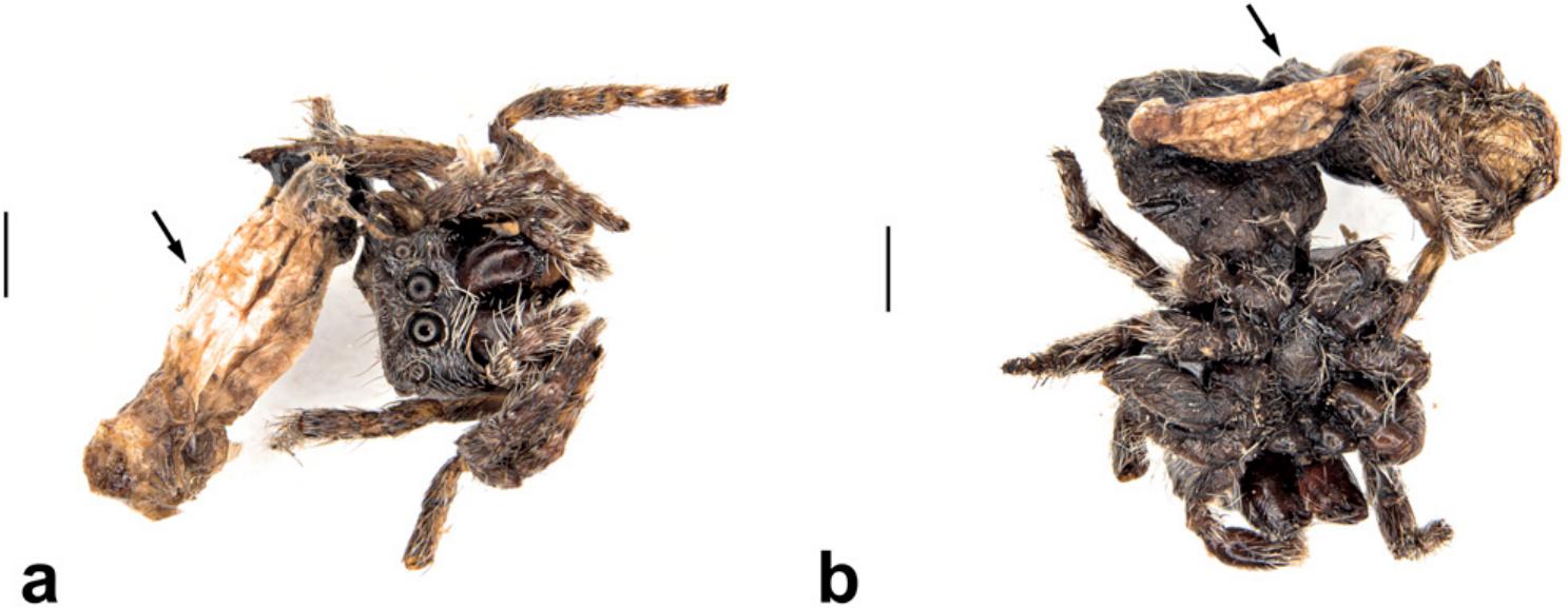 Jumping spider (Salticidae), 2020 Photomicrography Competition