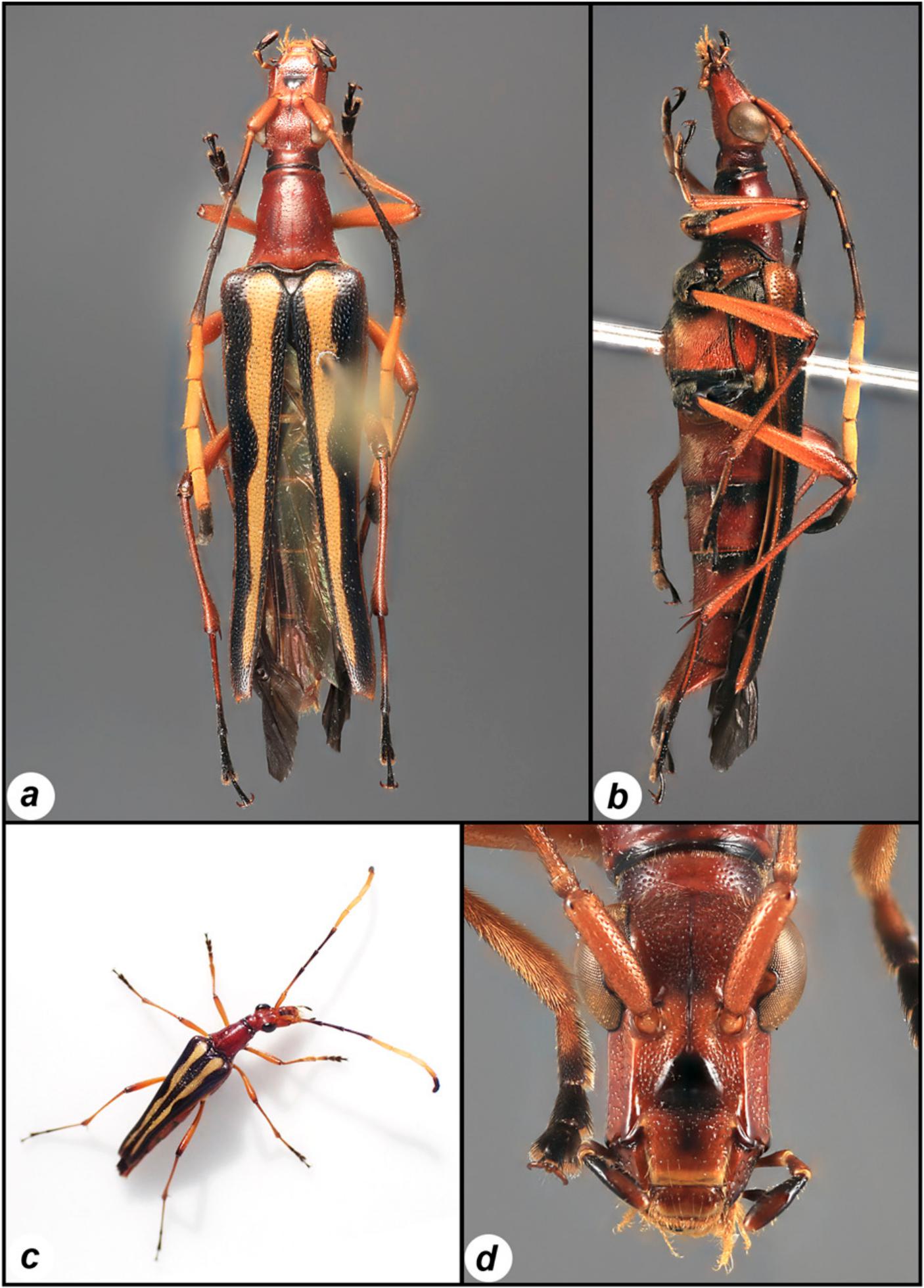 Three New Species Of Longhorned Beetles Coleoptera Cerambycidae From