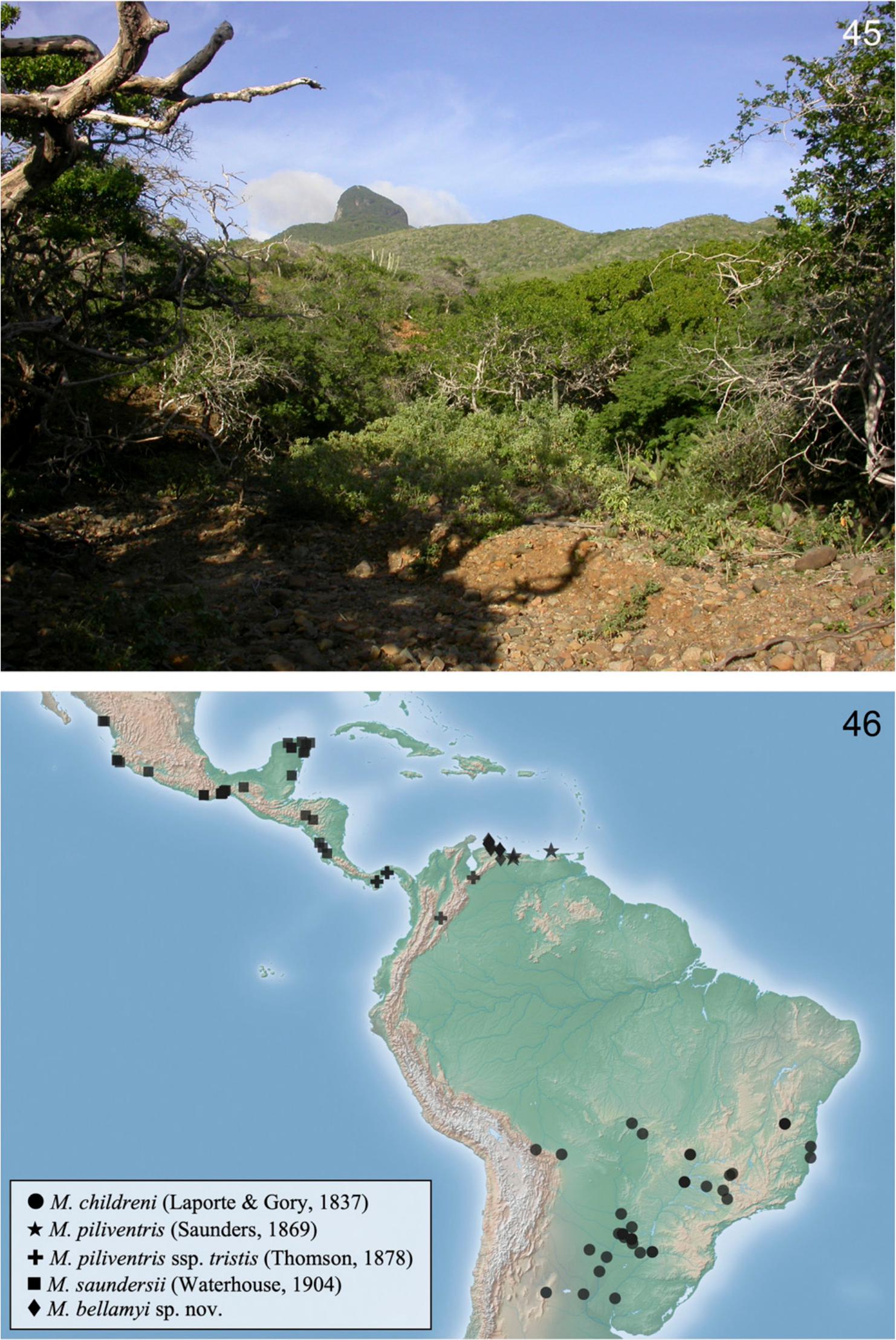 A review of the genus Mimicoclytrina Bellamy, 2003 (Coleoptera Buprestidae) and description of a new species from northwestern Venezuela