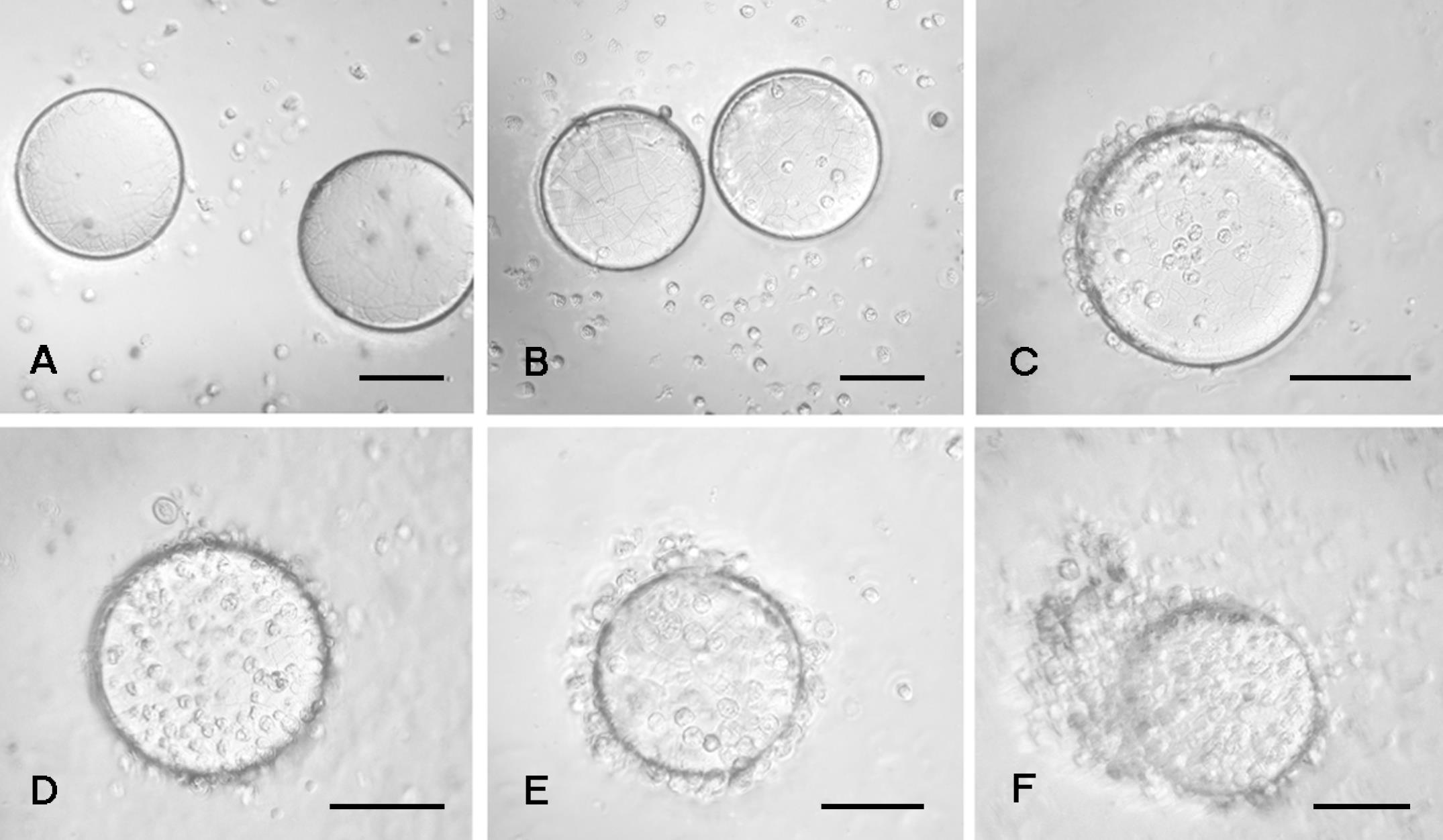 The Influence of Plagiorchis mutationis Larval Infection on the ...