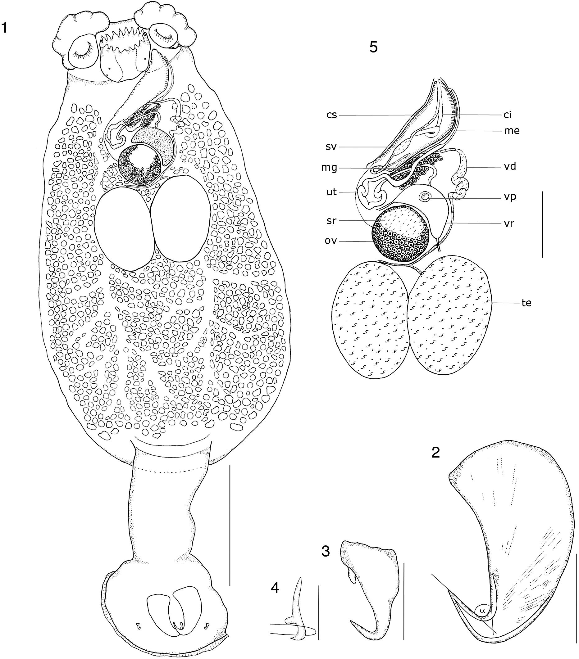 Two New Species of Encotyllabe (Monogenea: Capsalidae) Based on ...