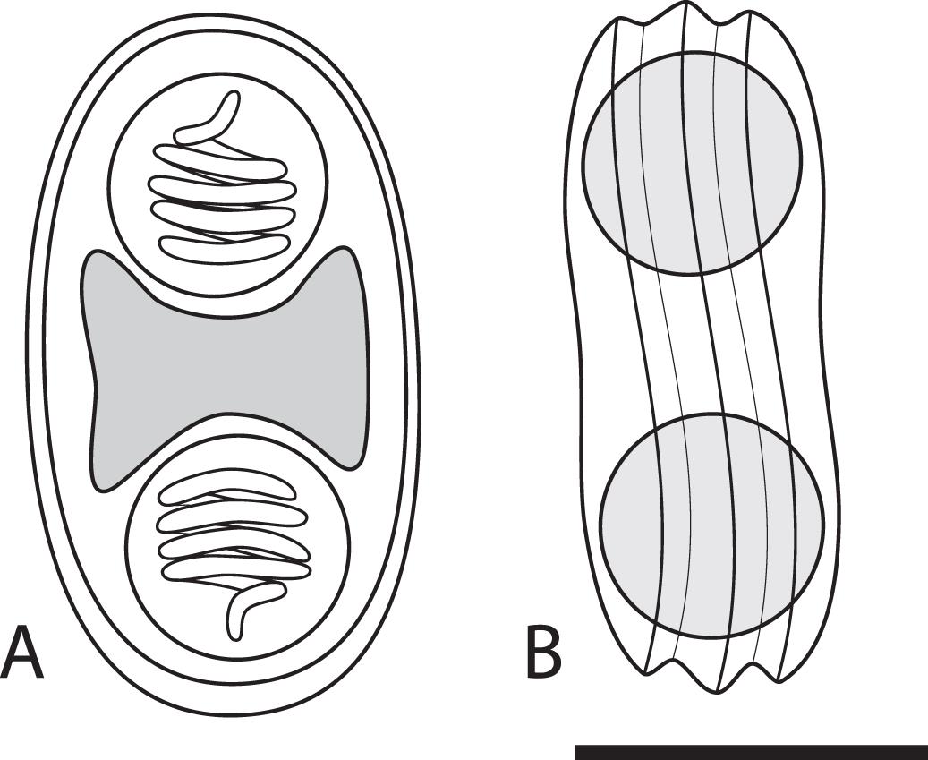 Occurrence Of A Myxozoan Parasite Myxidium Streisingeri N. Sp. In 