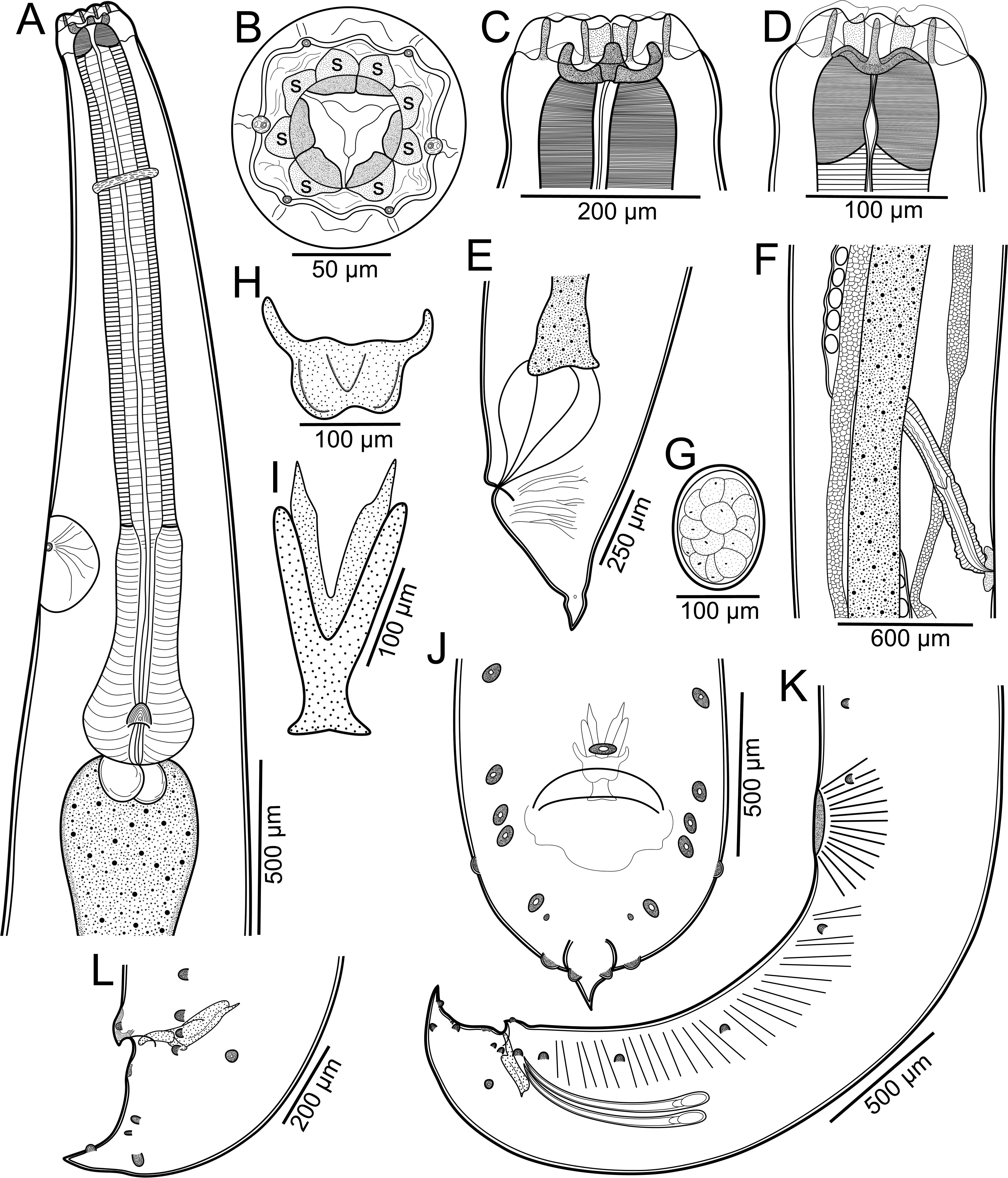 A Morphological And Molecular Study Of Spectatus Spectatus Kathlaniidae Including Redescription Of The Species And Amendment Of Genus Diagnosis