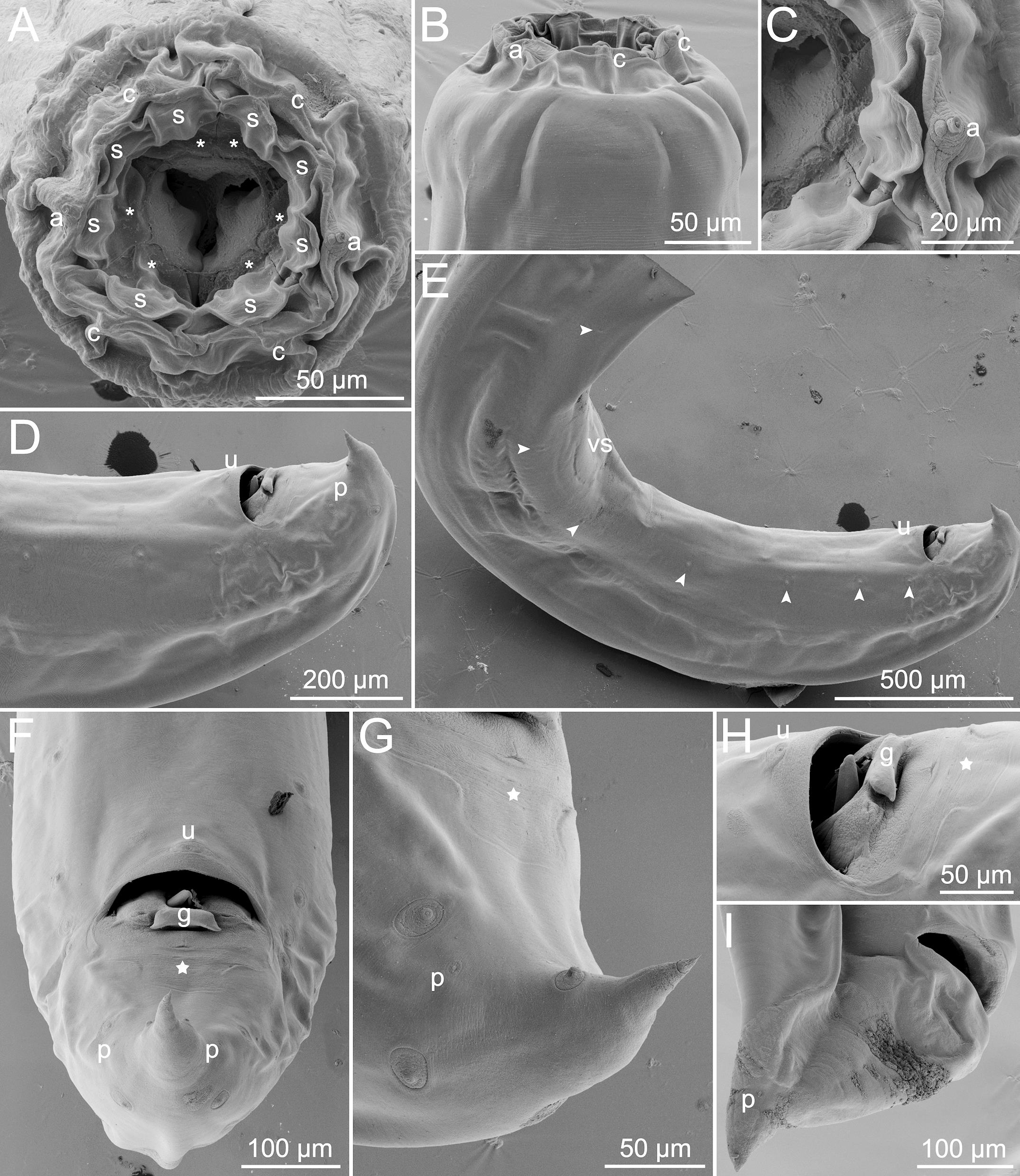 A Morphological And Molecular Study Of Spectatus Spectatus Kathlaniidae Including Redescription Of The Species And Amendment Of Genus Diagnosis